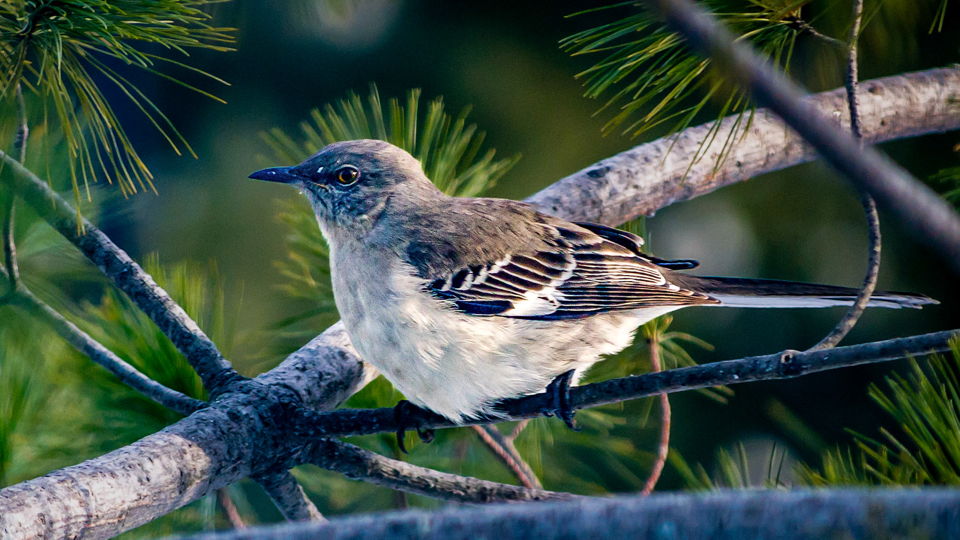 McNaughten Place-Columbus, Oh -- Northern Mockingbird