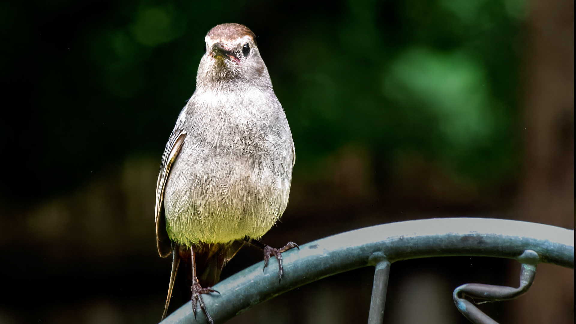 Gray Catbird @ Mount Royal,  Dover Pa