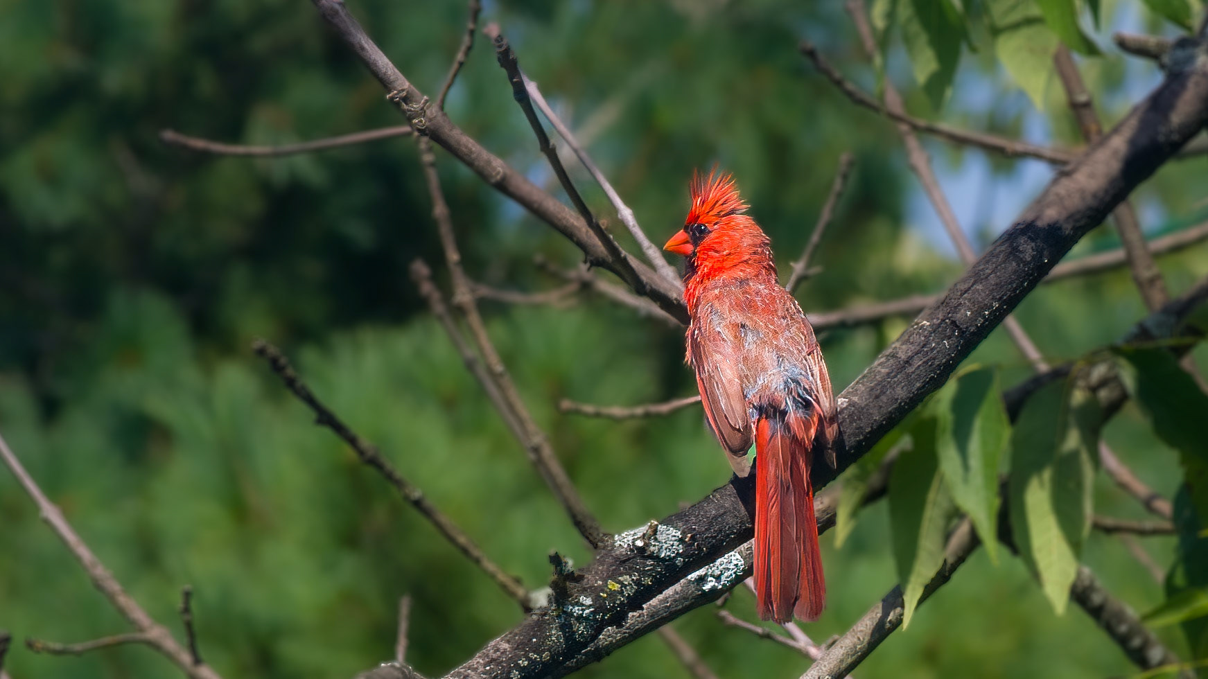Northern Cardinal @ McNaughten Place,  Columbus Oh