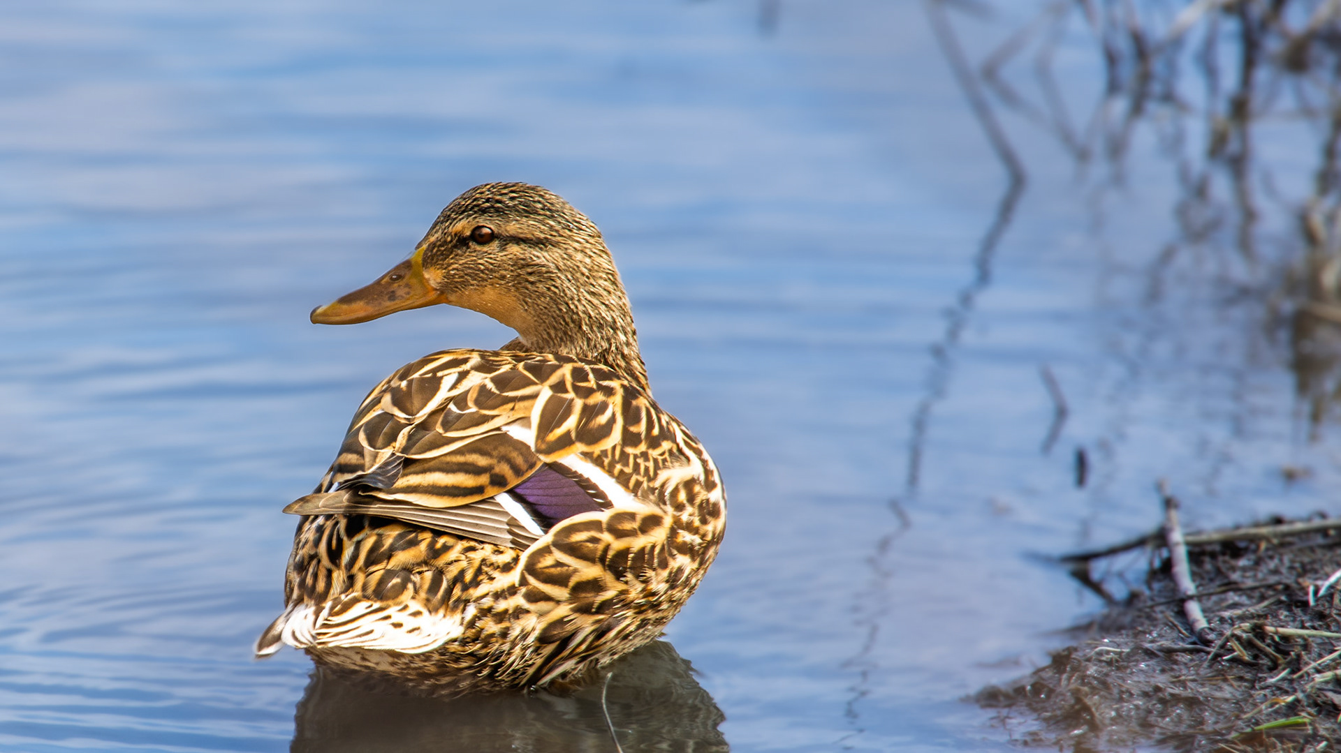 Mallard @ Scioto Audubon Metro Park⁩