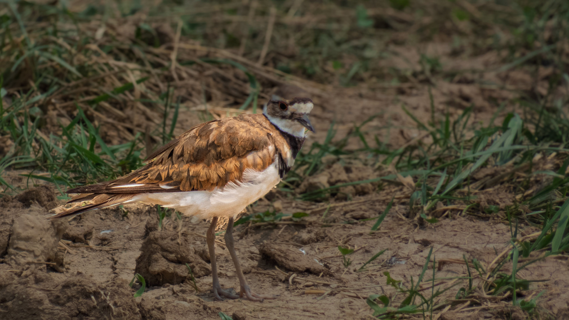 Killdeer - The Wilds