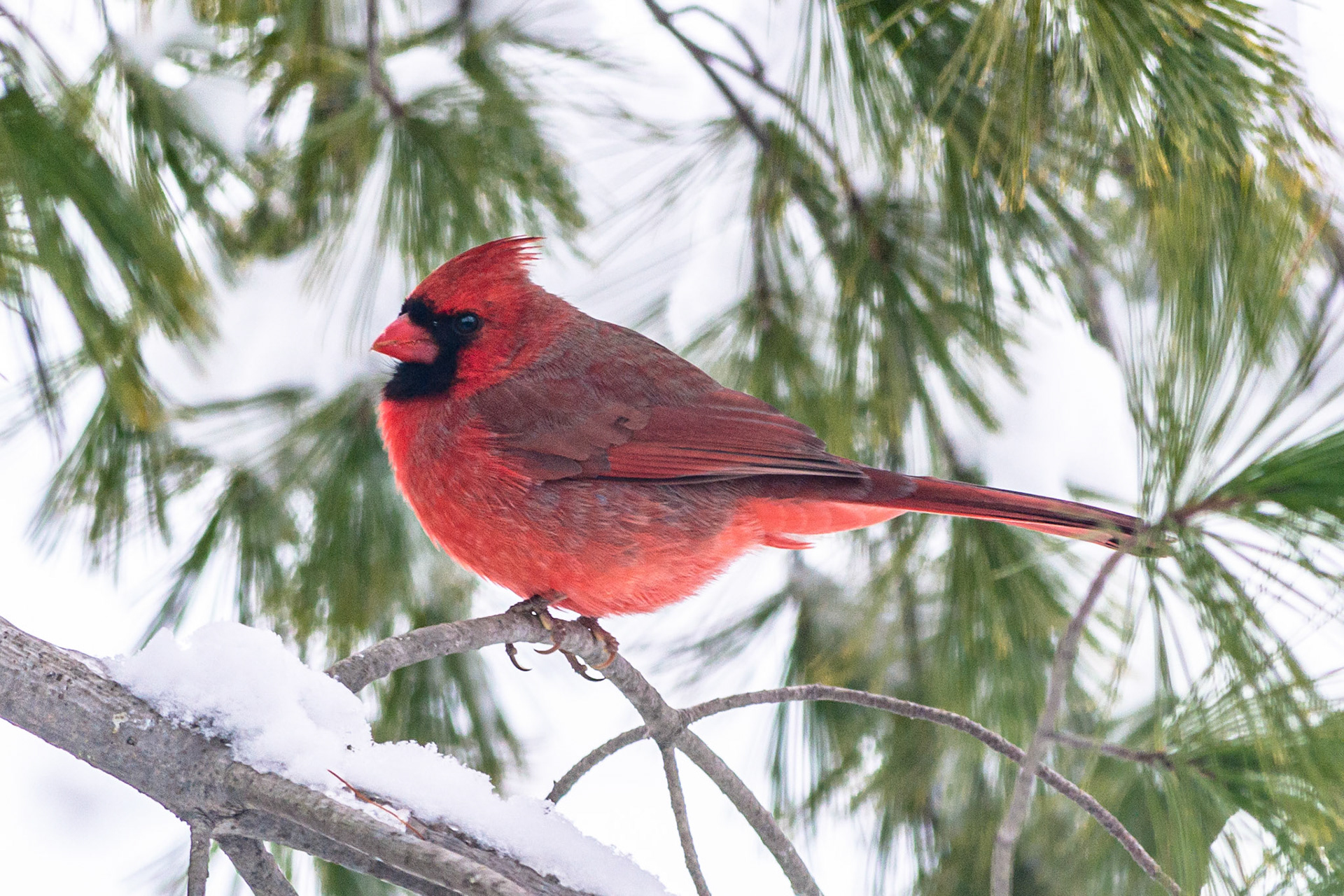 Northern Cardinal @ -Columbus