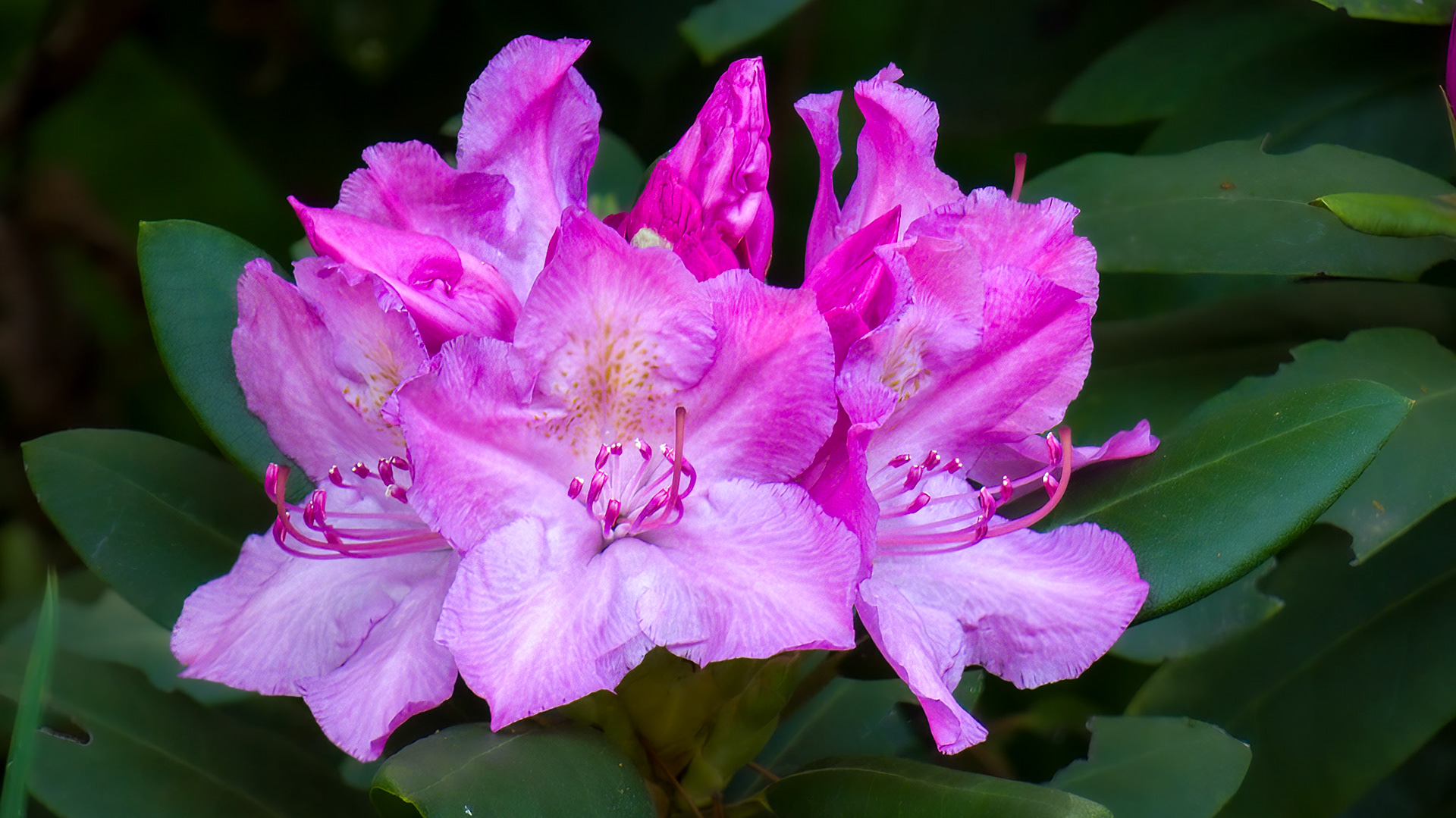 5/16/22 @ Mount Royal,  Dover Pa