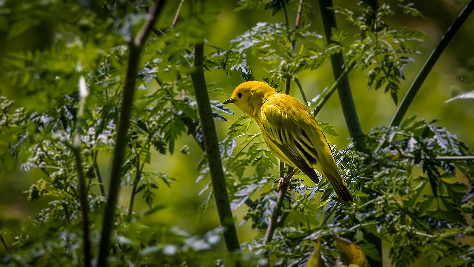 Birds, Yellow Warbler @ -⁨Scioto Audubon Metro Park⁩, ⁨Columbus⁩, ⁨Ohio⁩