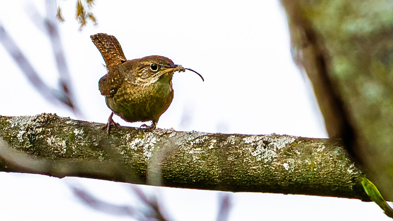 House Wren @ Audubon Park,  Columbus Oh