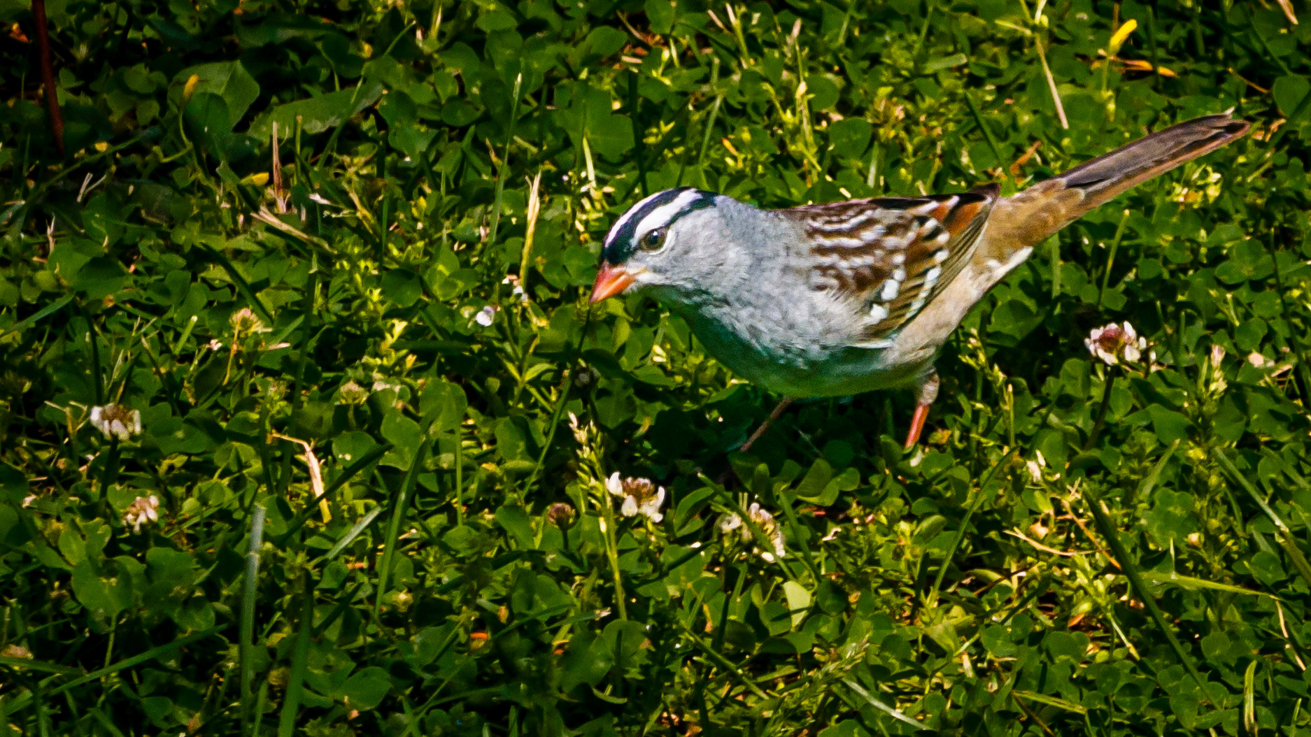 Birds, White crowned Sparrow @  McNaughten Place, Columbus, Ohio