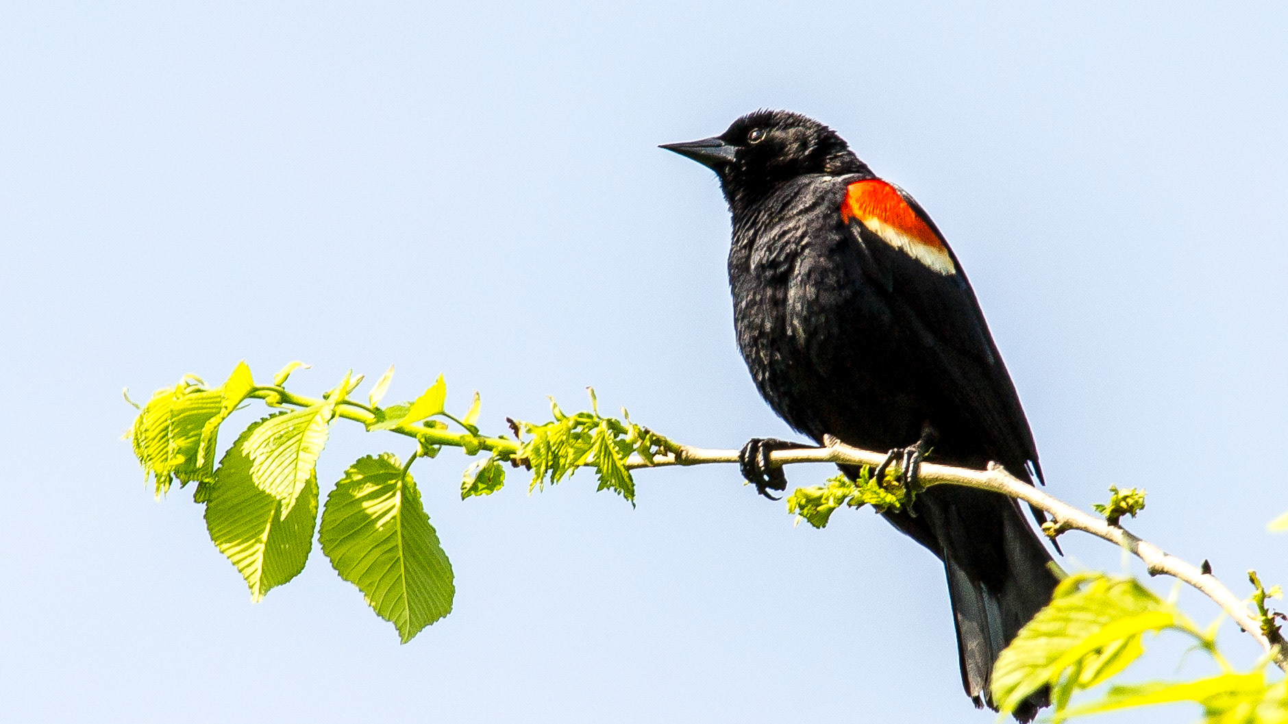 Birds, Redwinged Blackbird @ Scioto Audubon Metro Park⁩, ⁨Columbus⁩, ⁨Ohio⁩