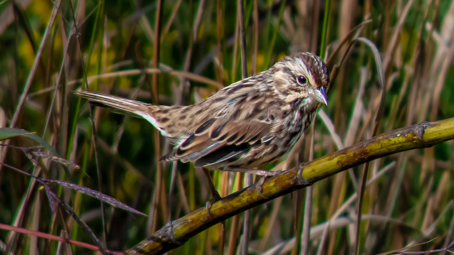 Song Sparrow  @ Scioto Audubon Park-Columbus, Oh