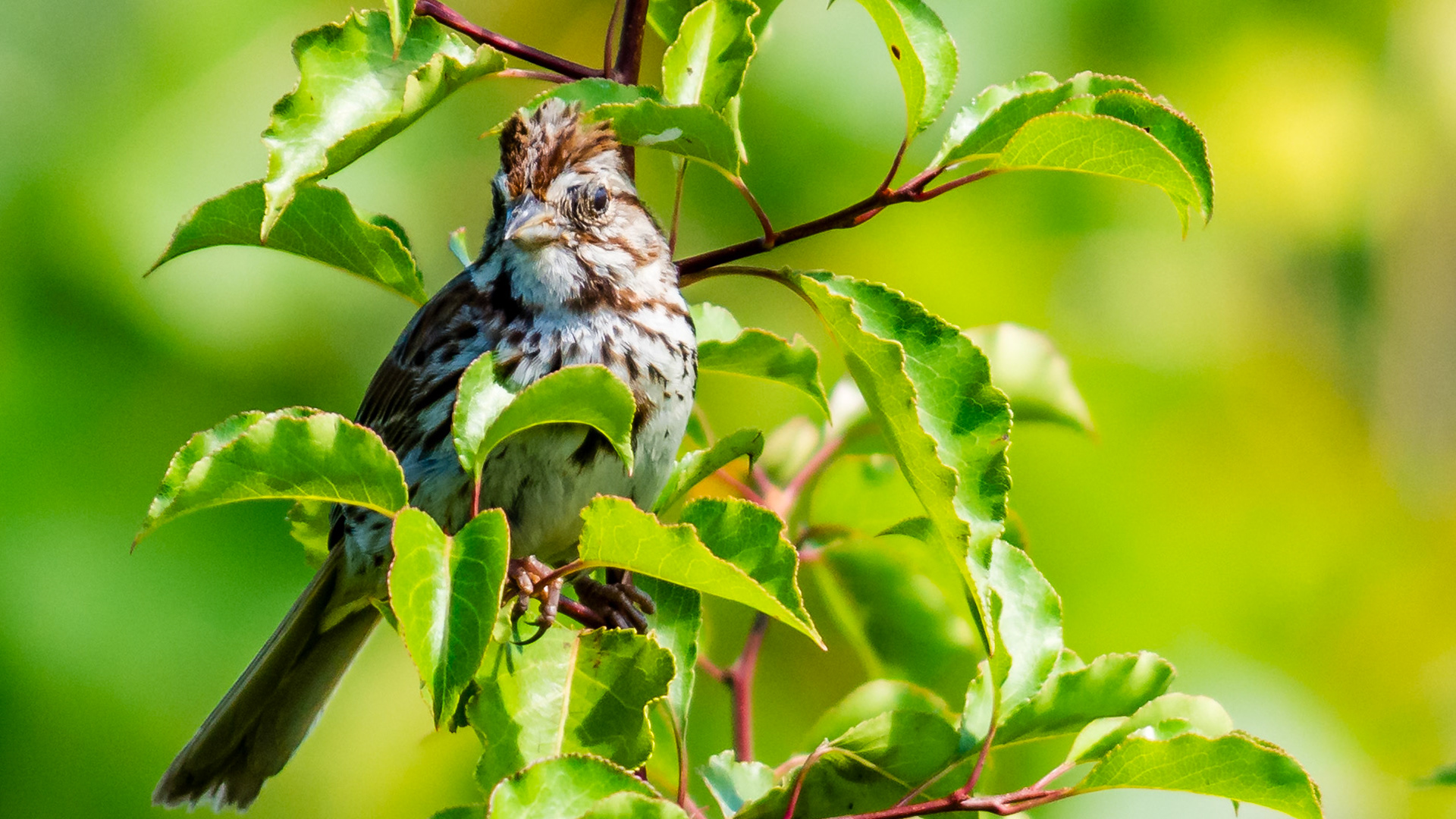 Birds, Song Sparrow @ -⁨Scioto Audubon Metro Park⁩, ⁨Columbus⁩, ⁨Ohio⁩