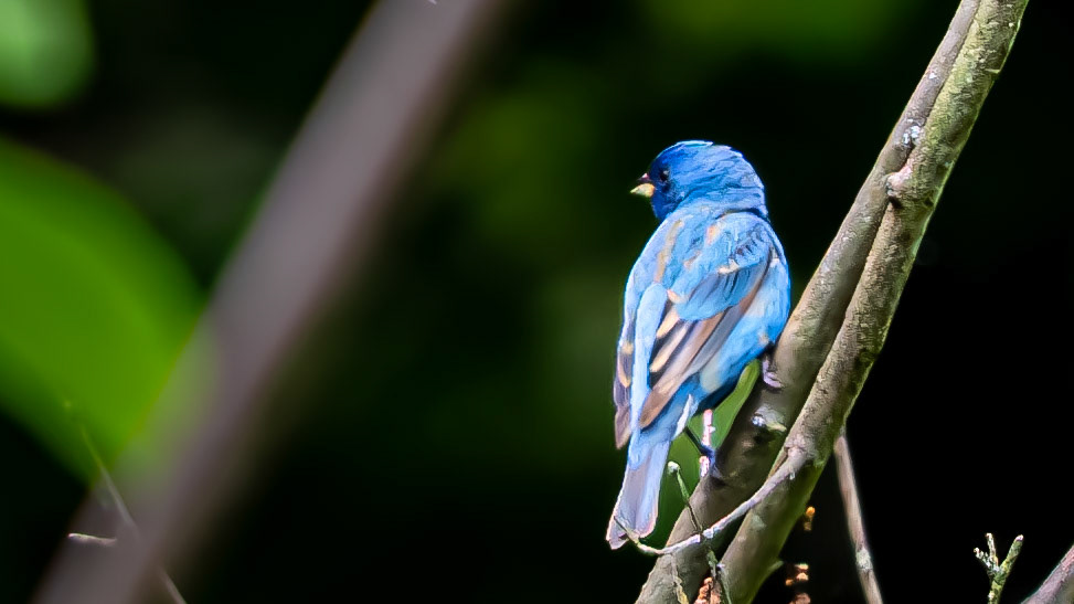 Indigo Bunting @  ⁨Scioto Audubon Metro Park⁩, ⁨Columbus⁩, ⁨Ohio⁩