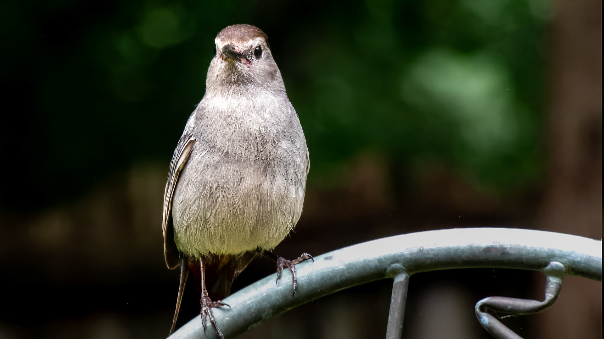 Gray Catbird @ Mount Royal,  Dover Pa