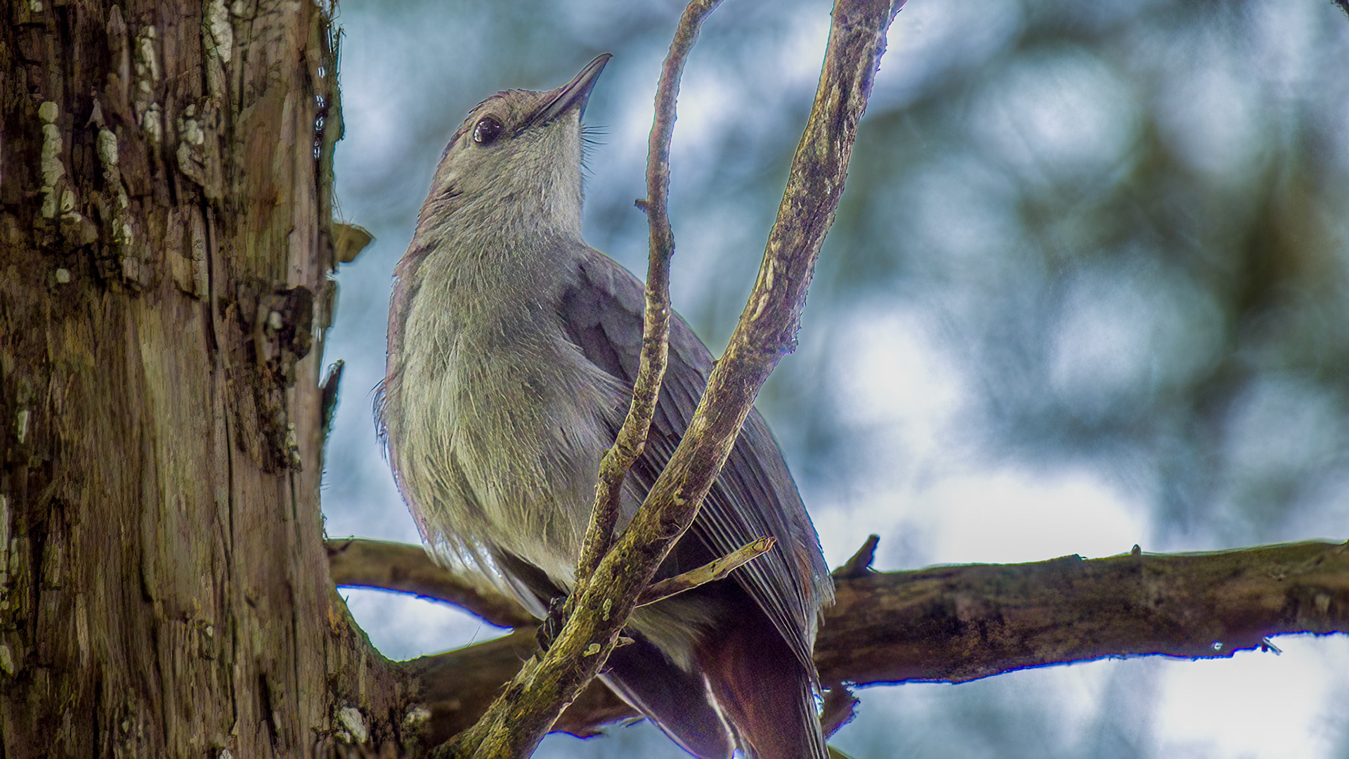 Gray Catbird @ Mount Royal,  Dover Pa