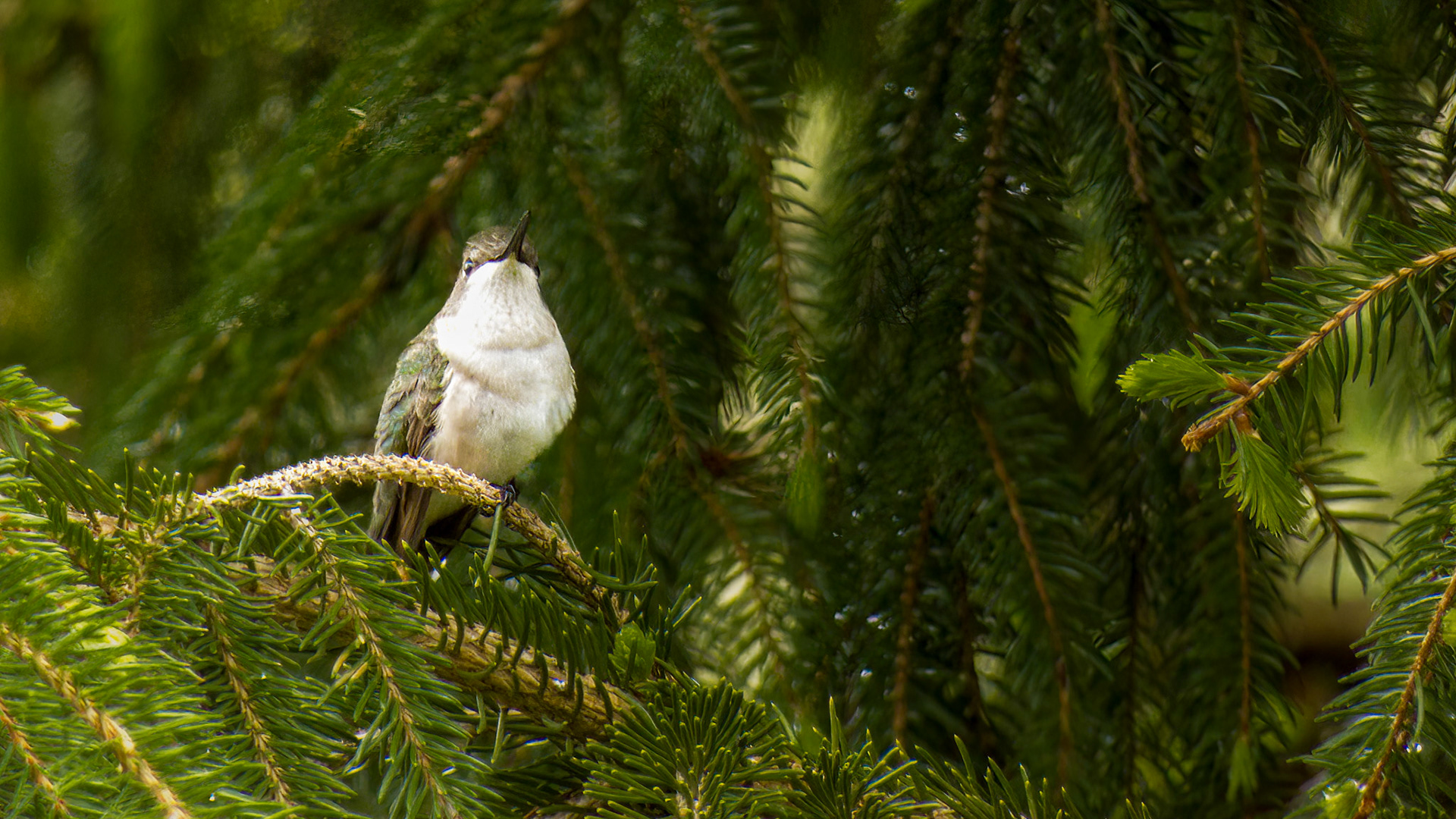 Ruby-throated Hummingbird @ Savage River Lodge,  Frostburg Md
