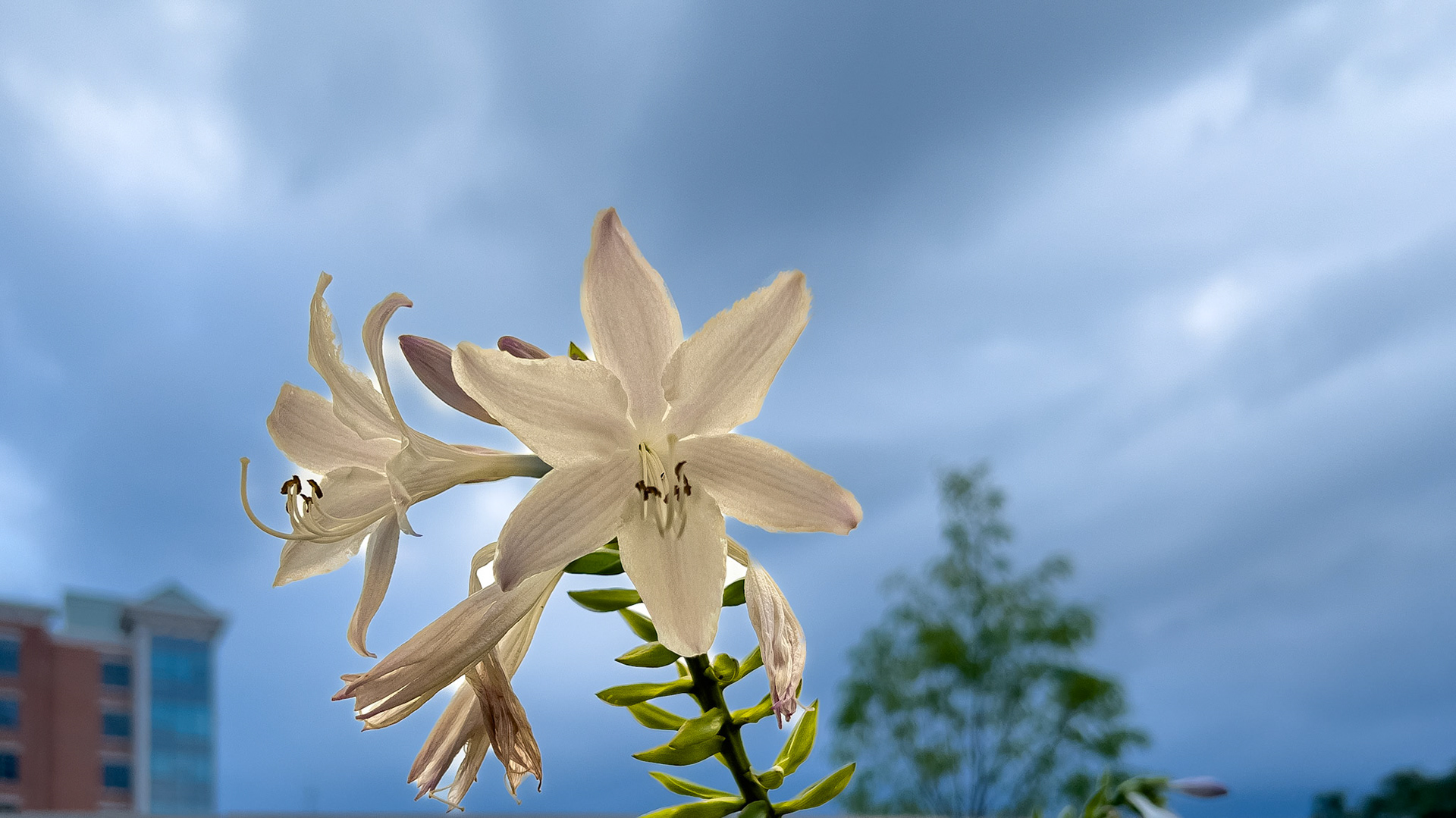 8/2/24-Ohio Living Westminster Thurber,  Columbus Oh