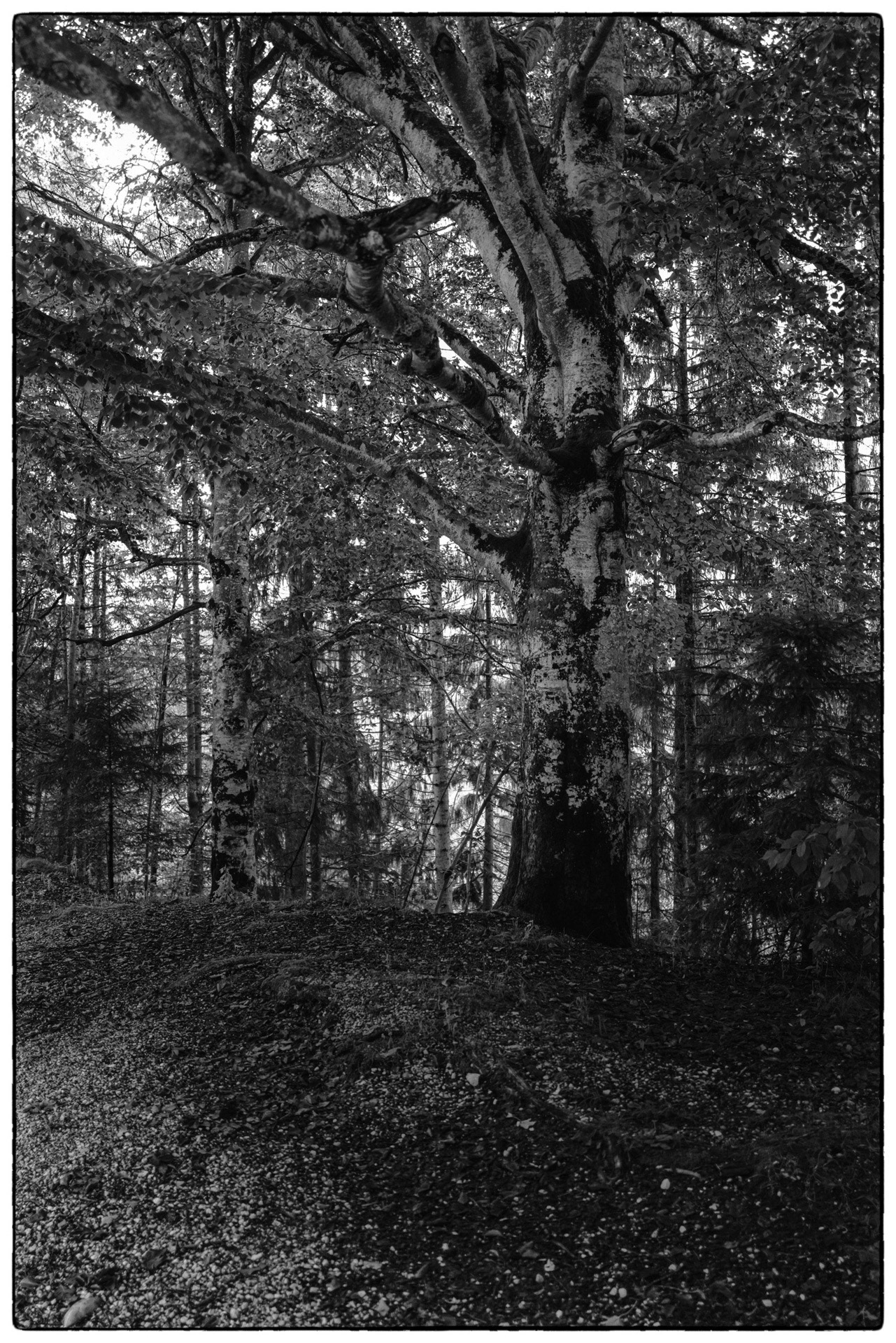 Große und der Kleine Ahornboden