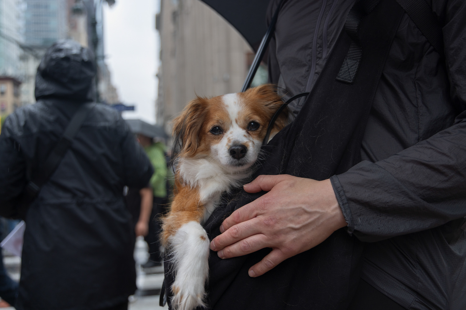 Santino and their dog Audrey Hepburn pose for a portrait during a “No Kings” protest against President Donald Trump, Saturday, June 14, 2025, in New York. (Danny Arensberg for The Cut)