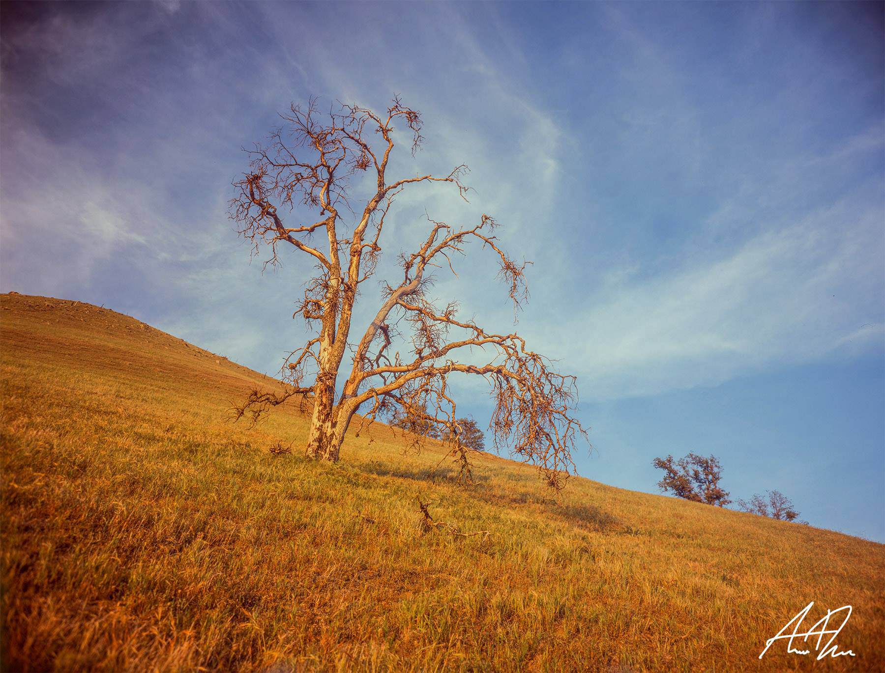 4x5 Ektar 100 - Tehachapi, CA