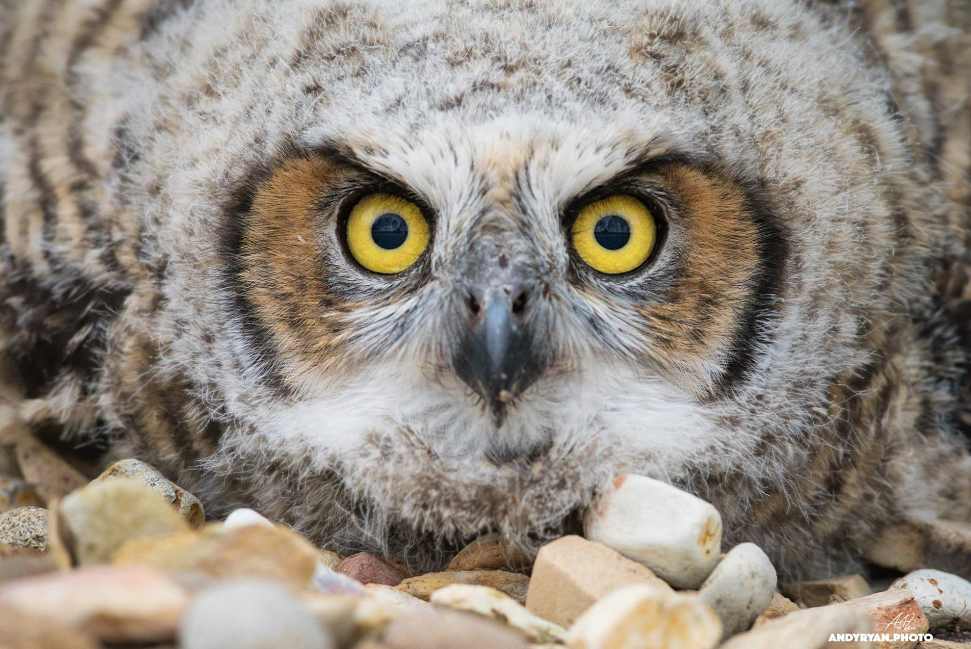 Baby Owl in Arvin, CA