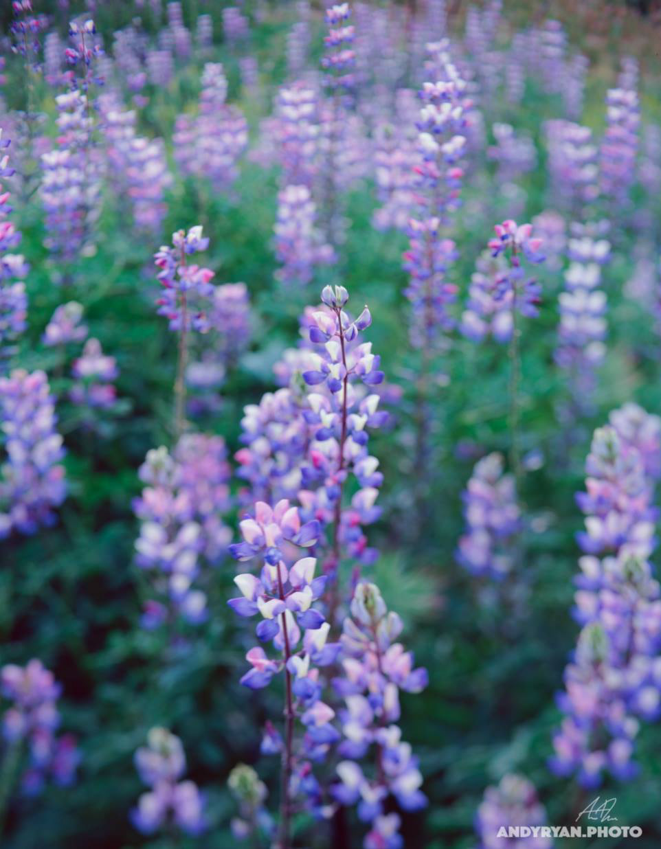 4x5 Velvia 100 taken in Santa Clarita, CA