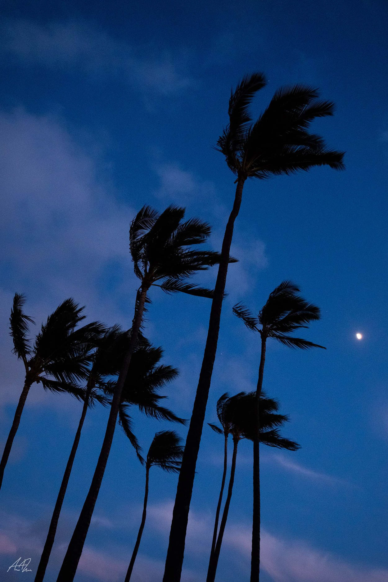 Kakaʻako Evening