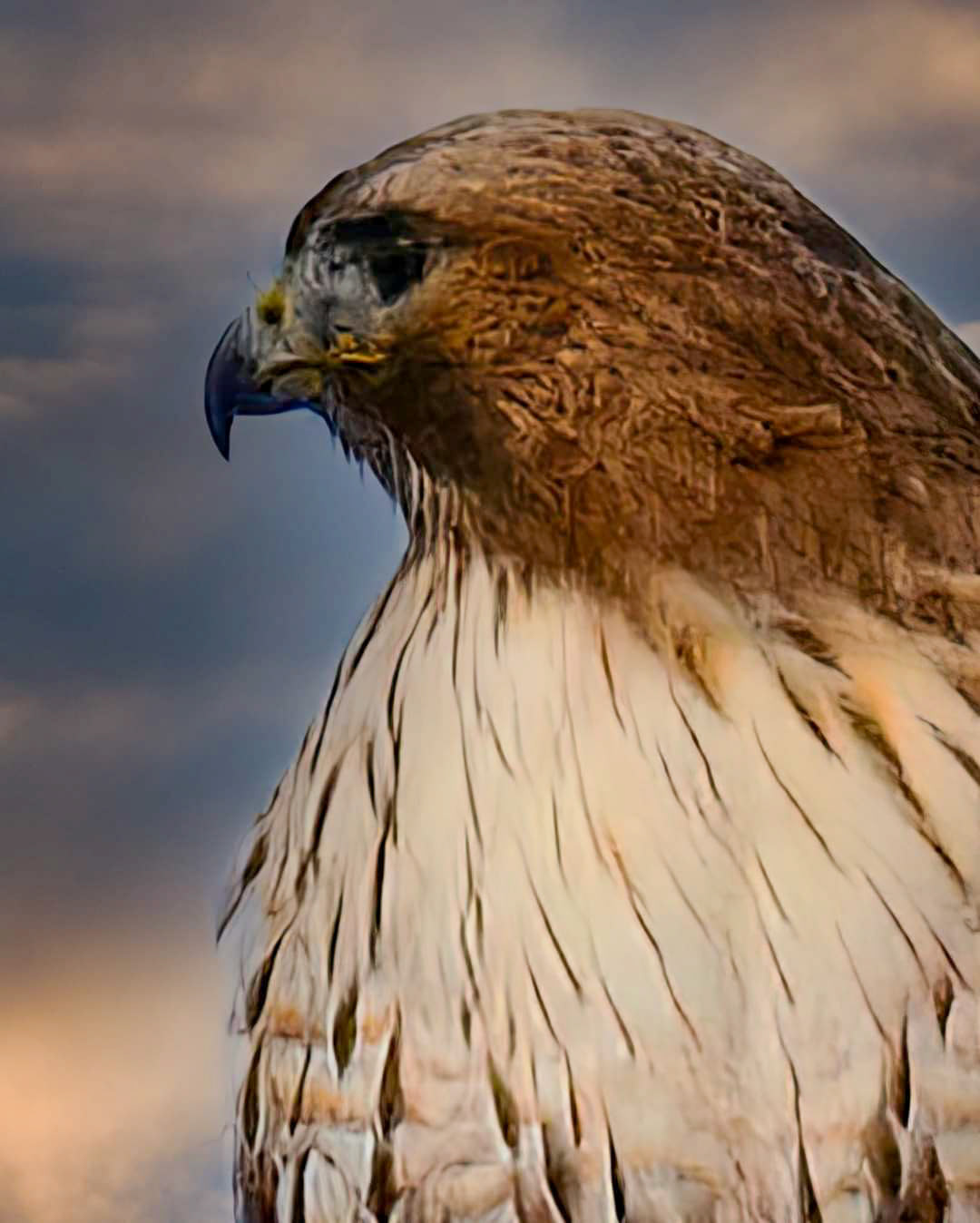 Redtail Hawk Portrait