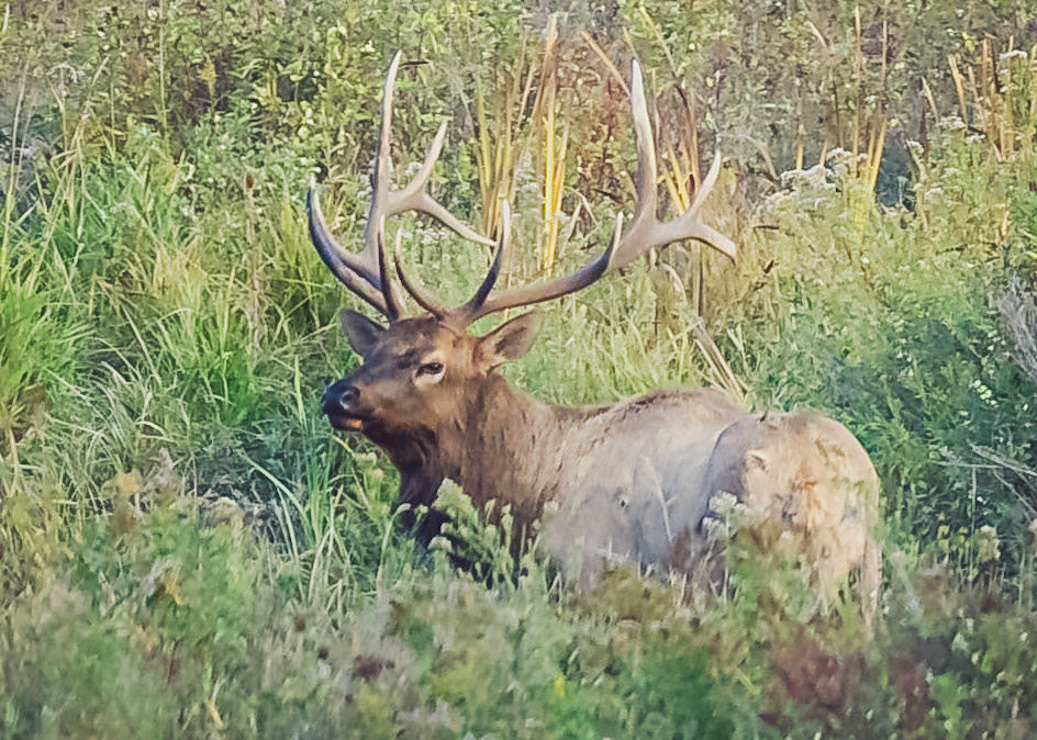 Rocky Mountain Elk