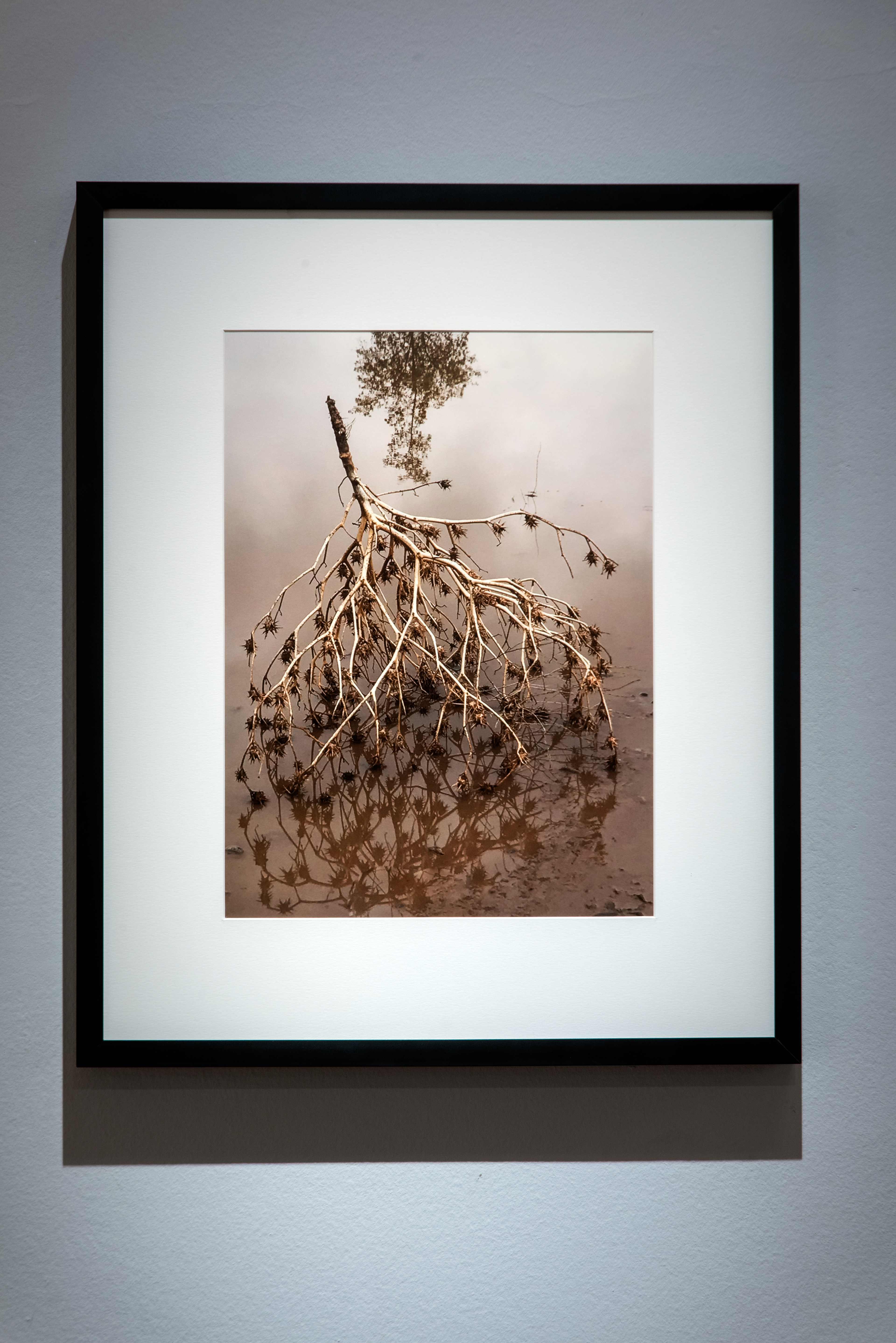 La imposibilidad de ser testigo. 2023. Fotografía de cardo seco. Impresión Giclée / papel Baryta 100% algodón. 50 cm x 70 cm aprox.