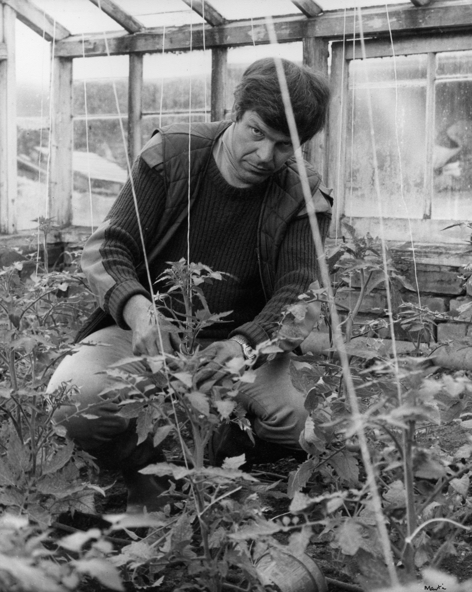 Salter and Son, 1984 florists, horticulturists and green grocers, Vincent tends his tomato plants