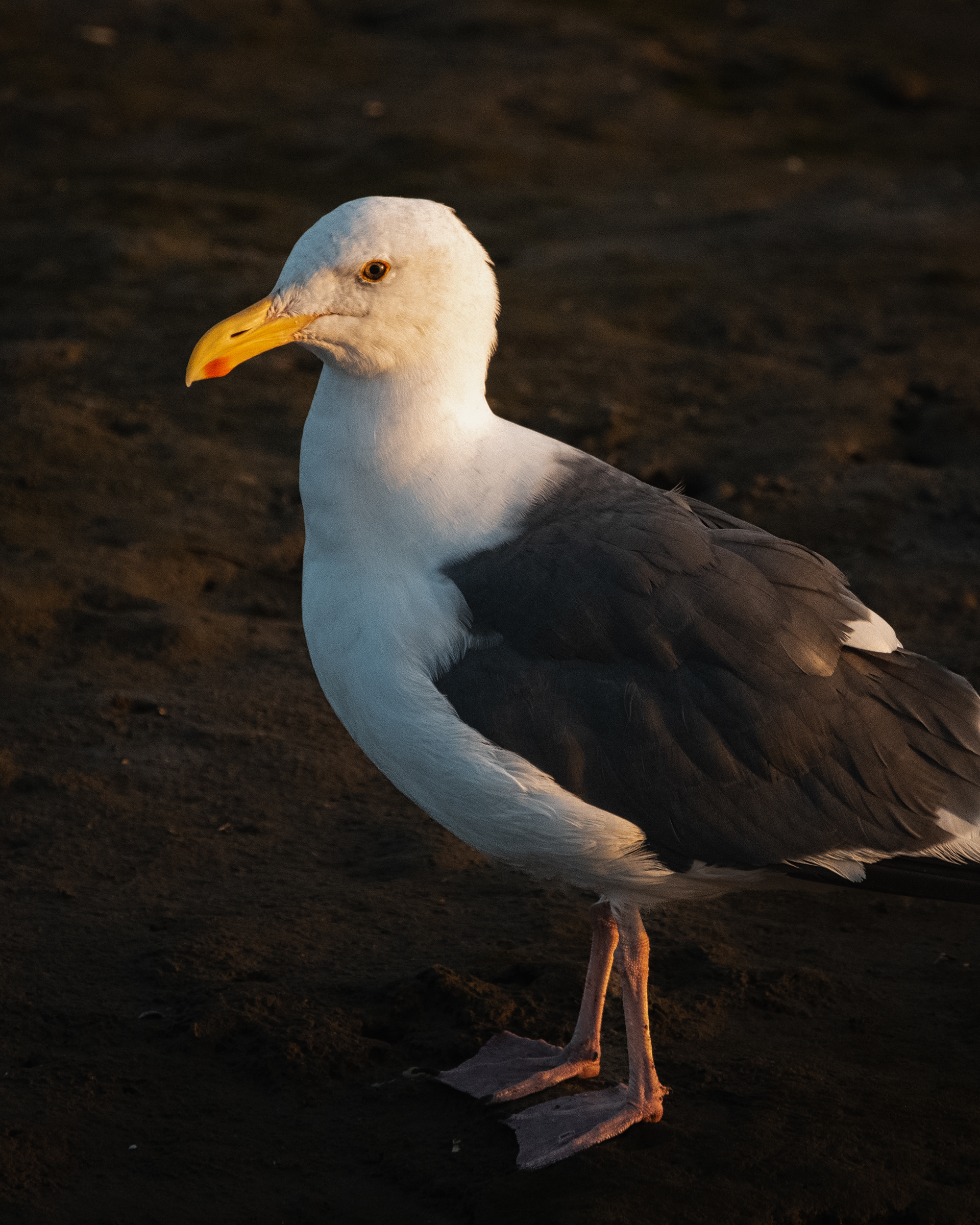 Western Gull | Larus occidentalis