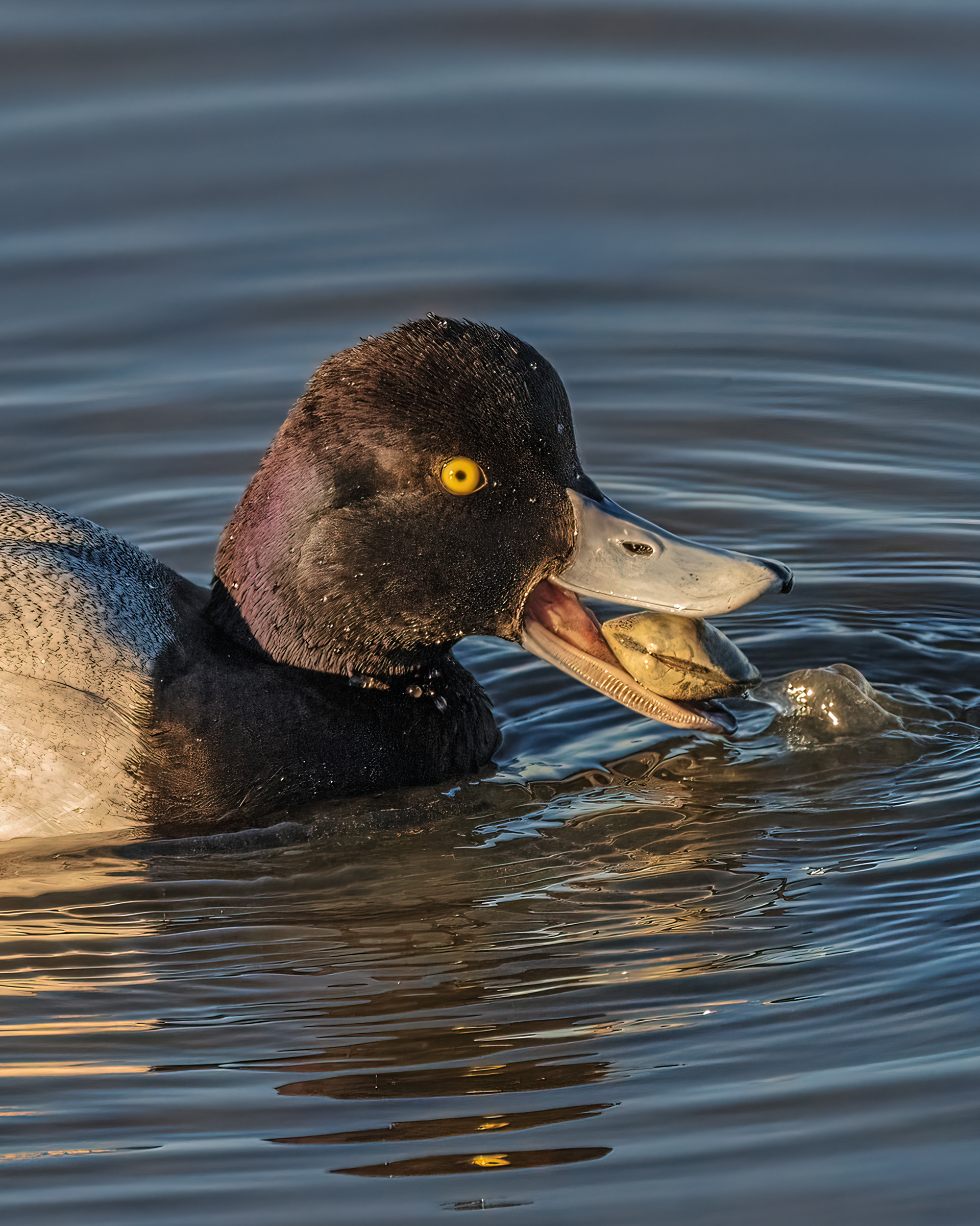 Lesser Scaup | Aythya affinis
