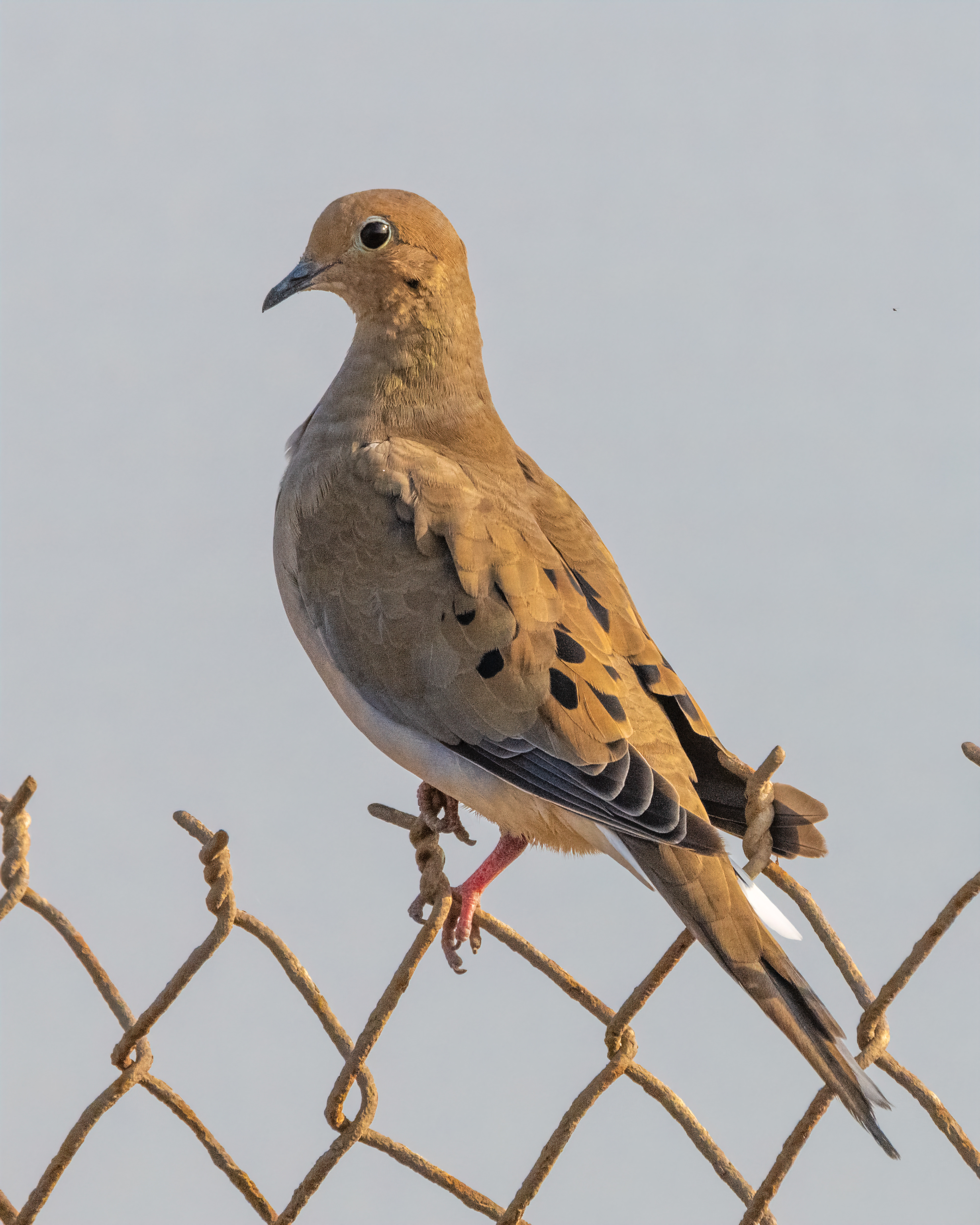Mourning Dove | Zenaida macroura