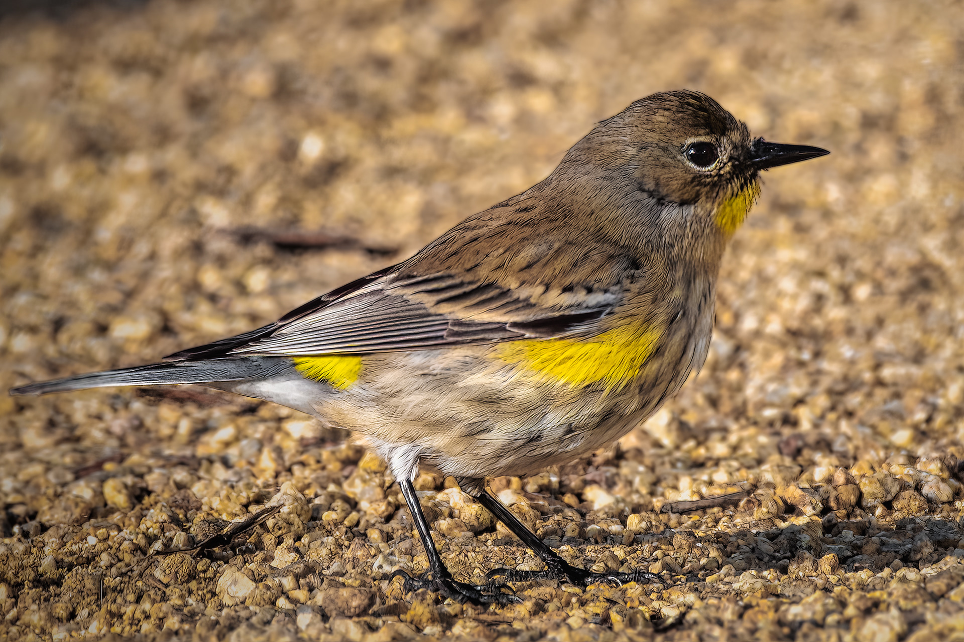 Yellow-rumped Warbler | Setophaga coronata