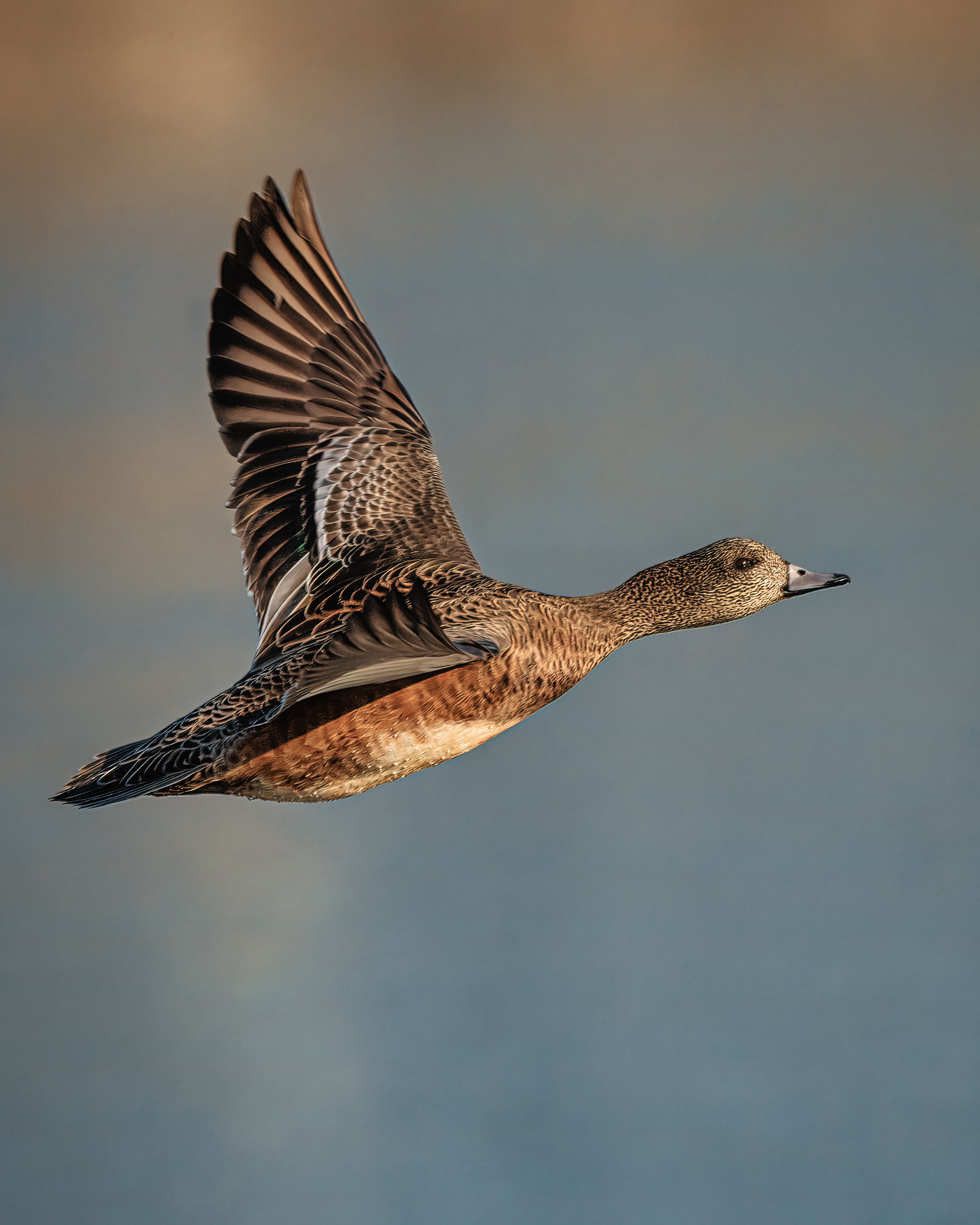 American Wigeon | Mareca americana