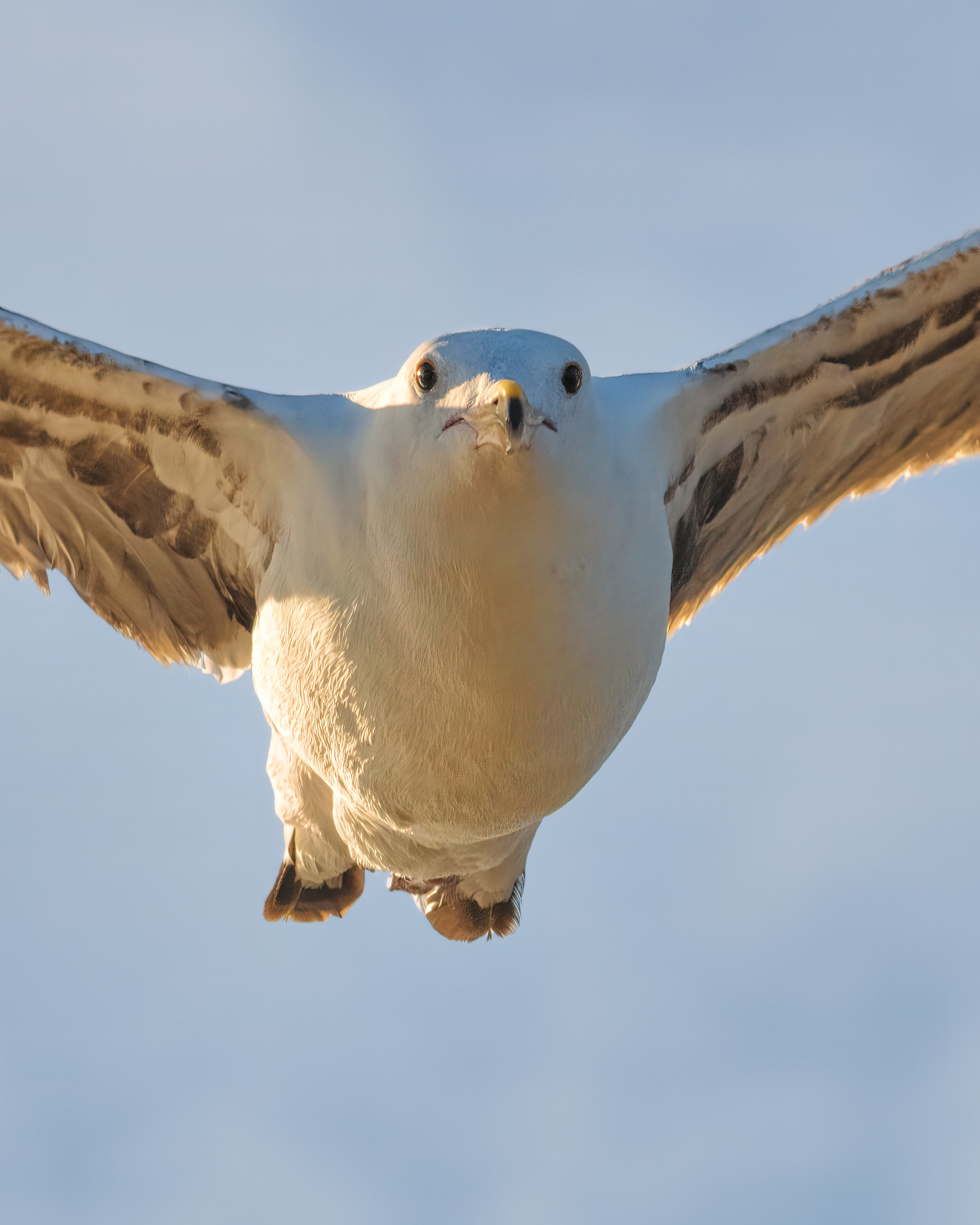 California Gull | Larus californicus