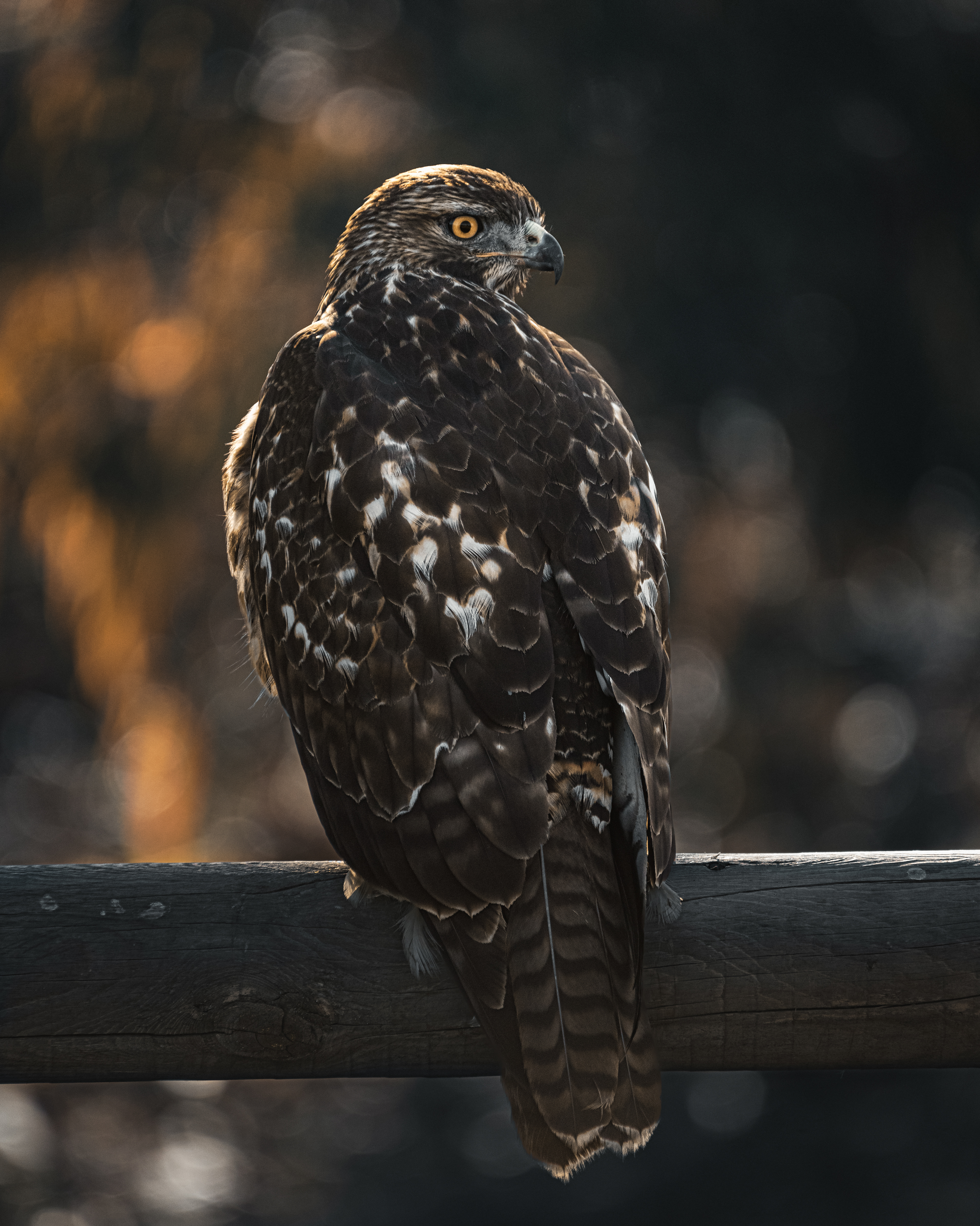 Red-Tailed Hawk | Buteo jamaicensis