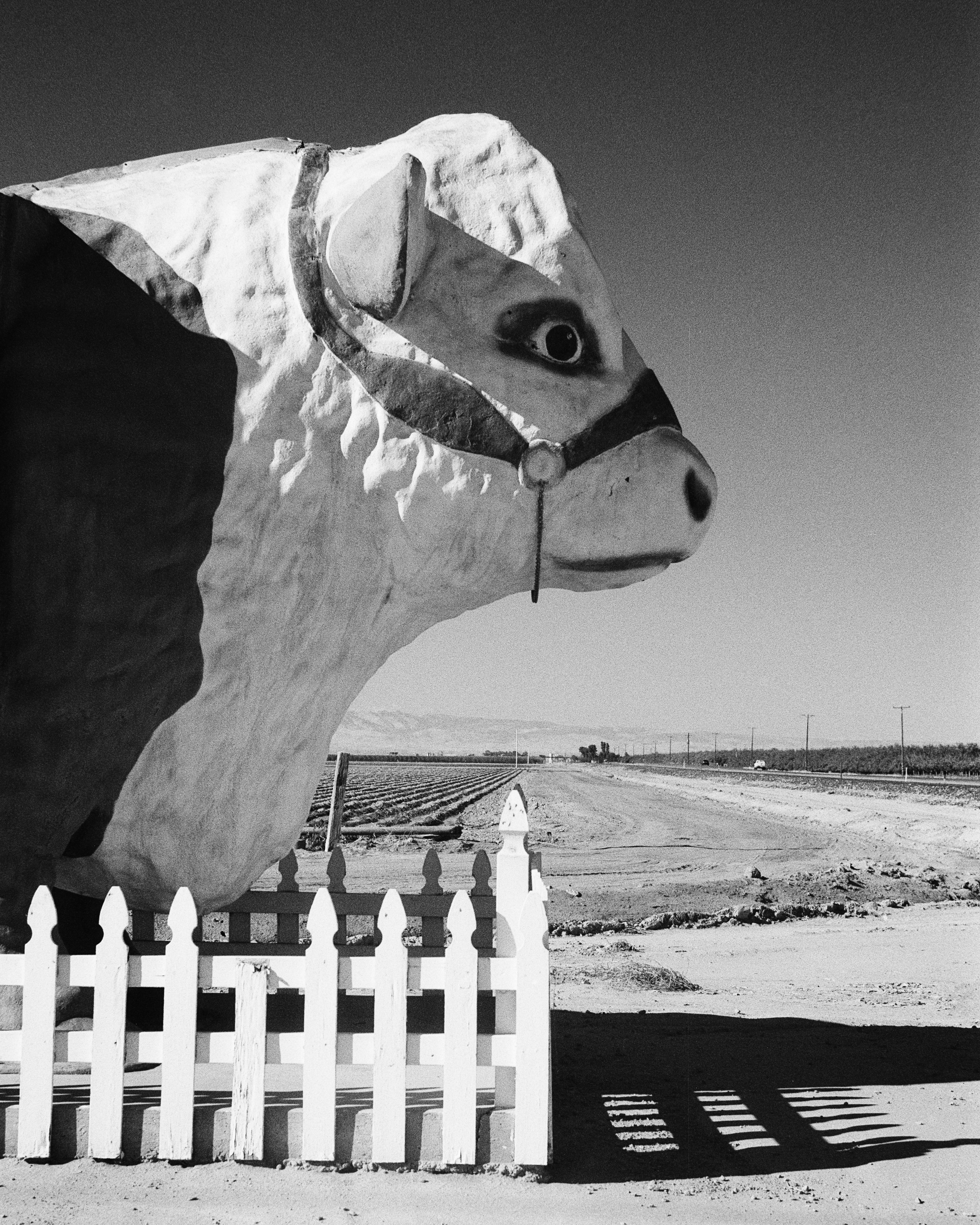 Buttonwillow, California - Nikon F4 | 50mm | F8 | 1/125 | Ilford Delta 100