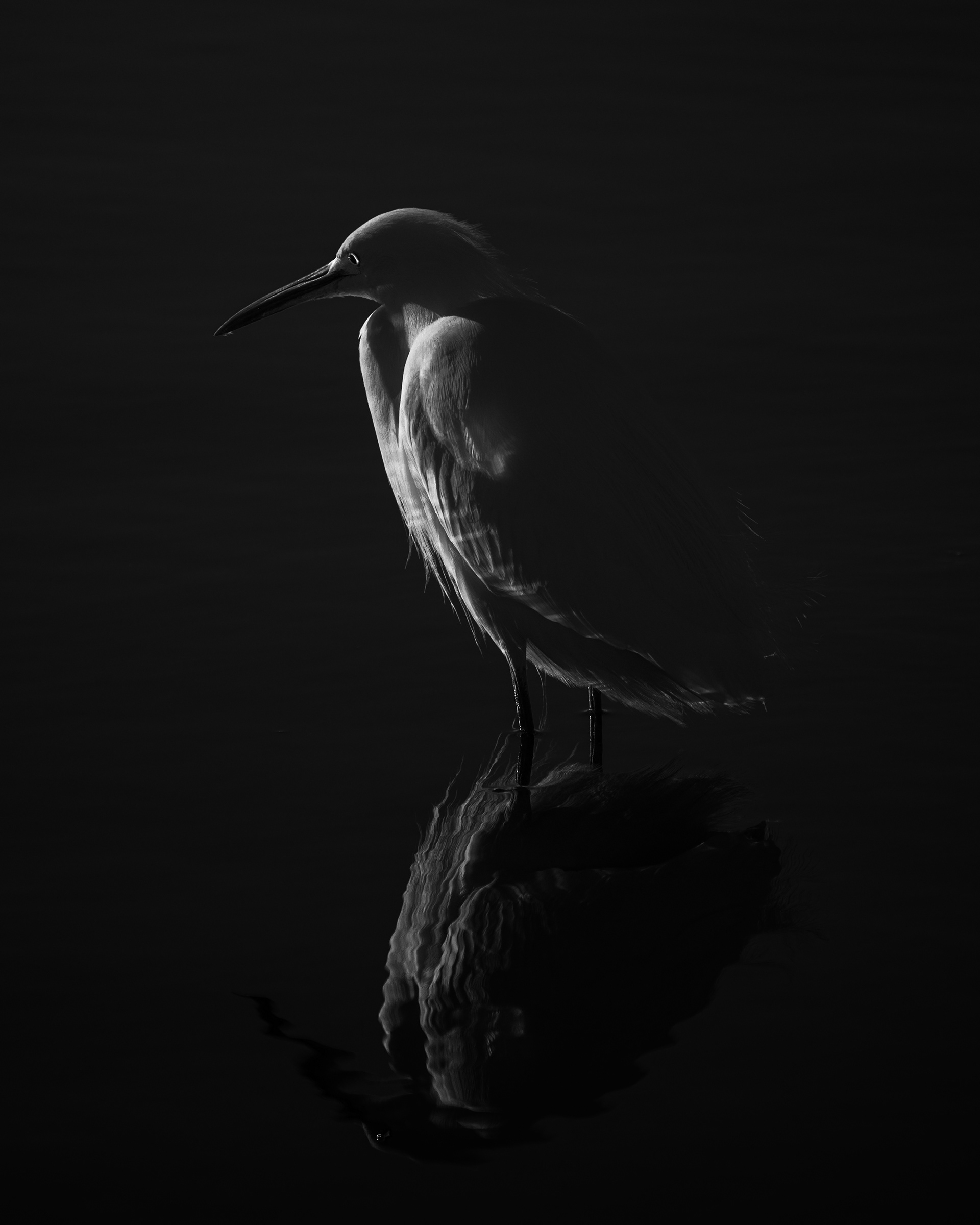 "Dark Snowy Egret" Orange County Fair 1st Place 2022