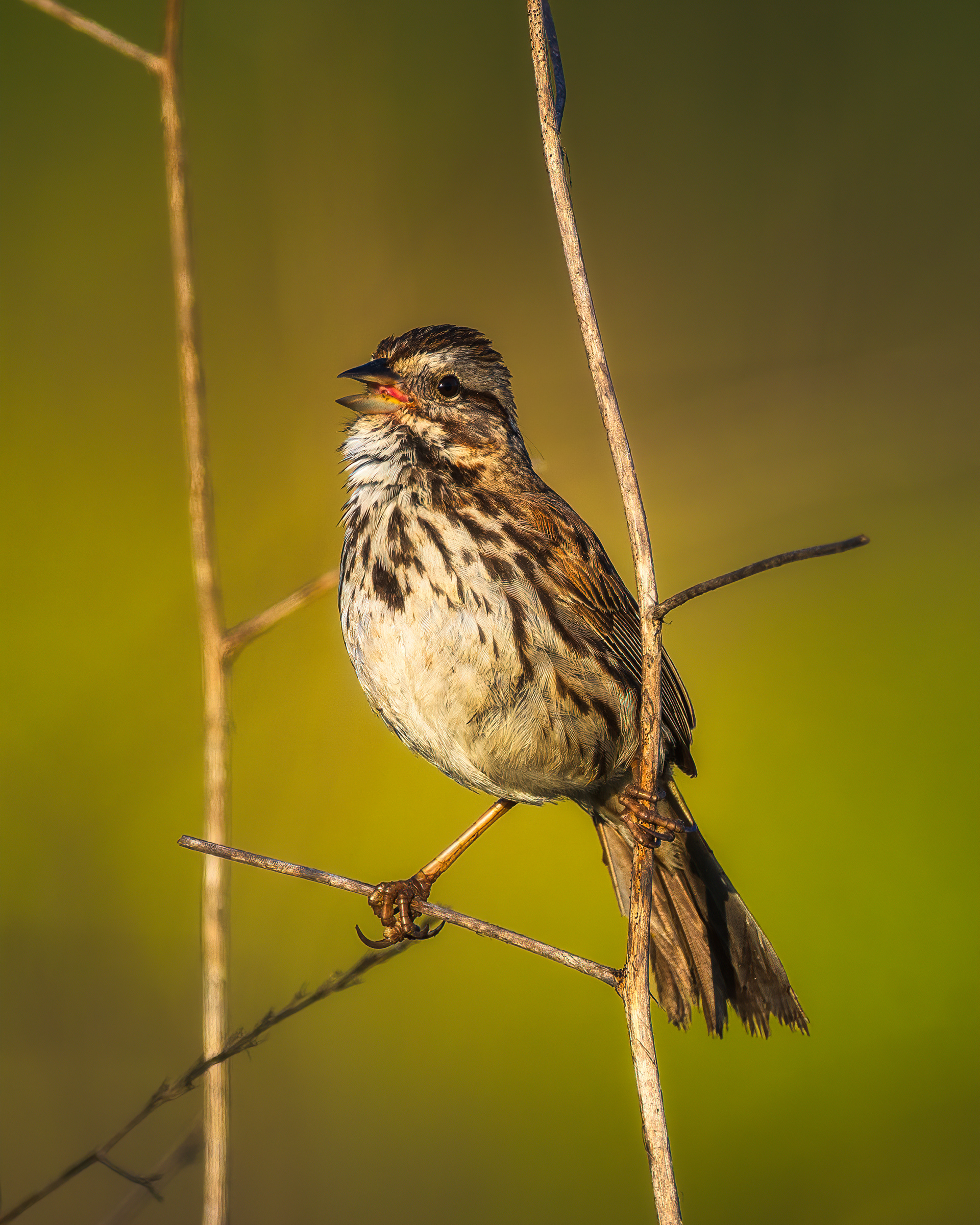 Song Sparrow | Melospiza melodia