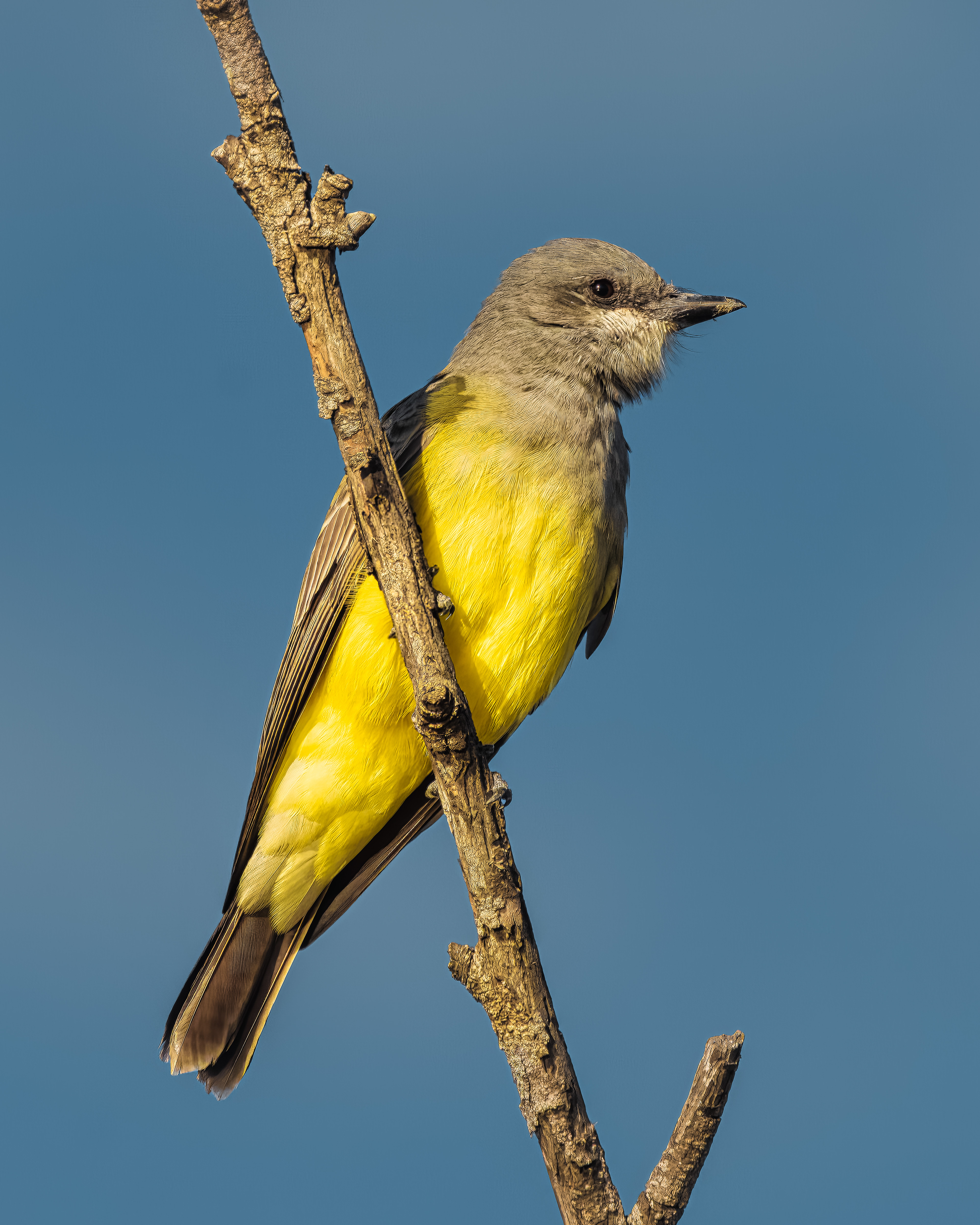 Cassin's Kingbird | Tyrannus vociferans