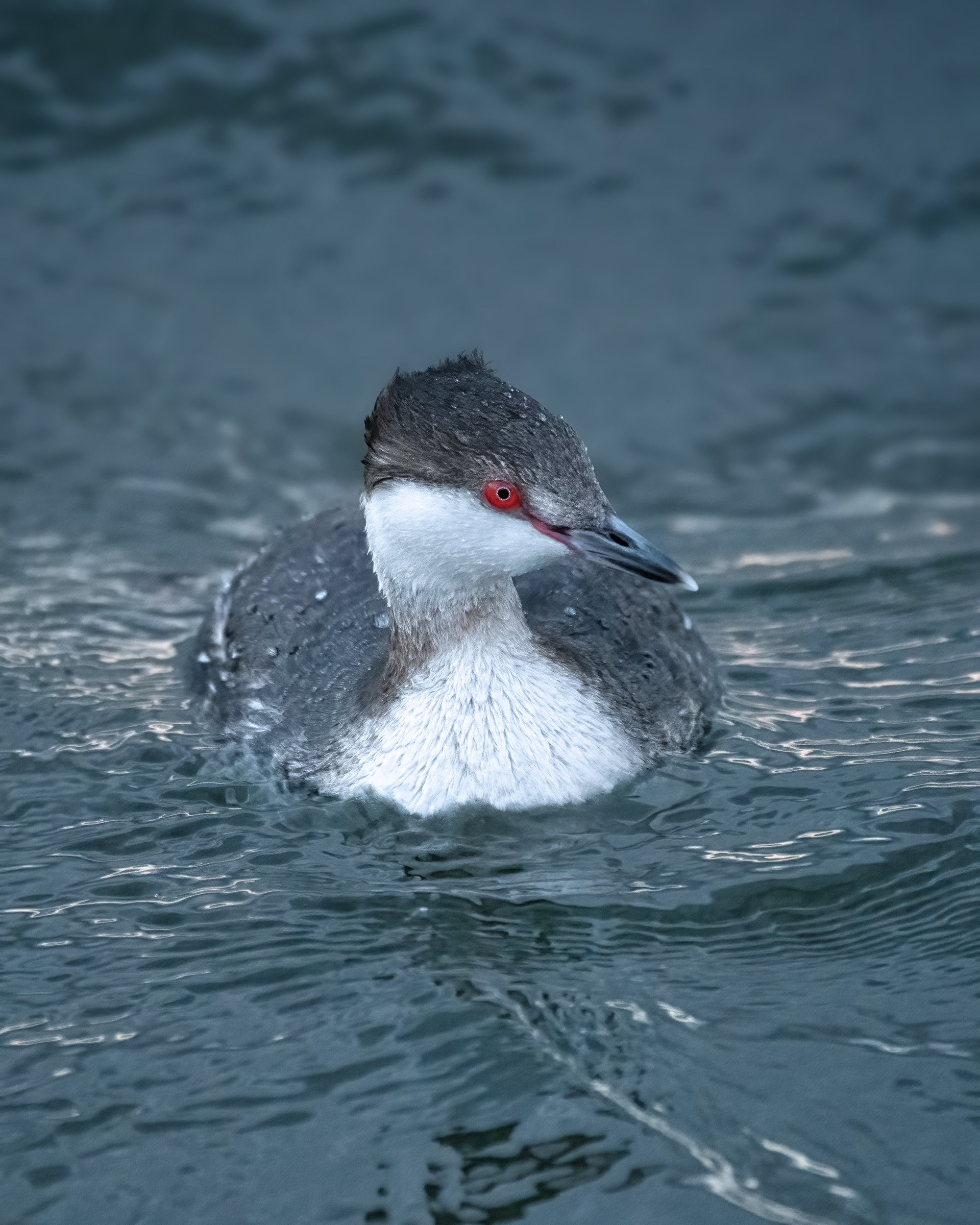 Horned Grebe | Horned Grebe