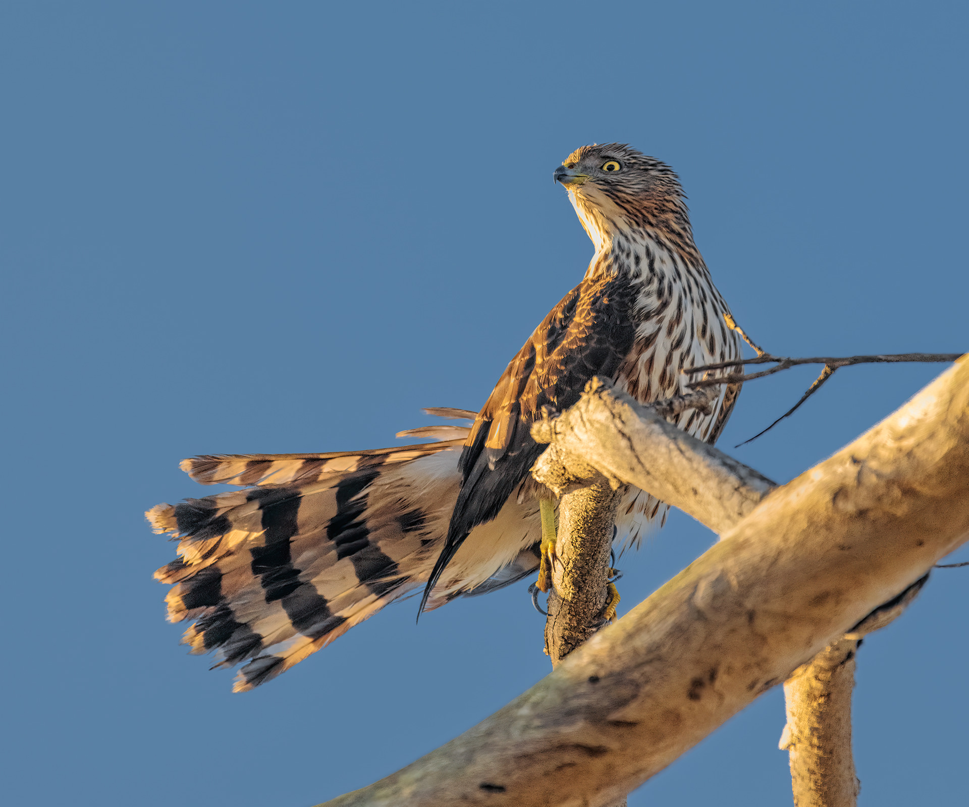 Cooper's Hawk | Accipiter cooperii