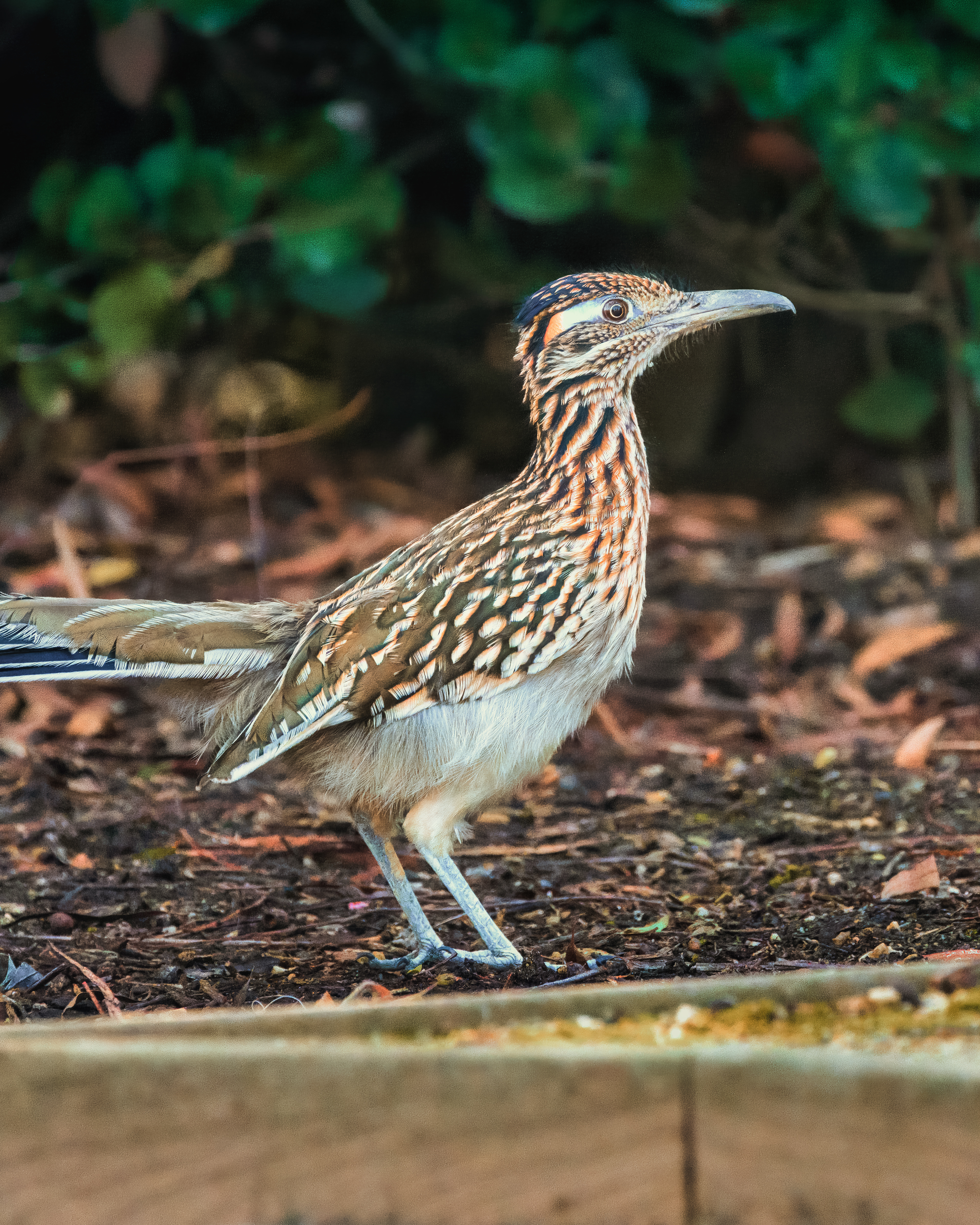 Greater Roadrunner | Geococcyx californianus