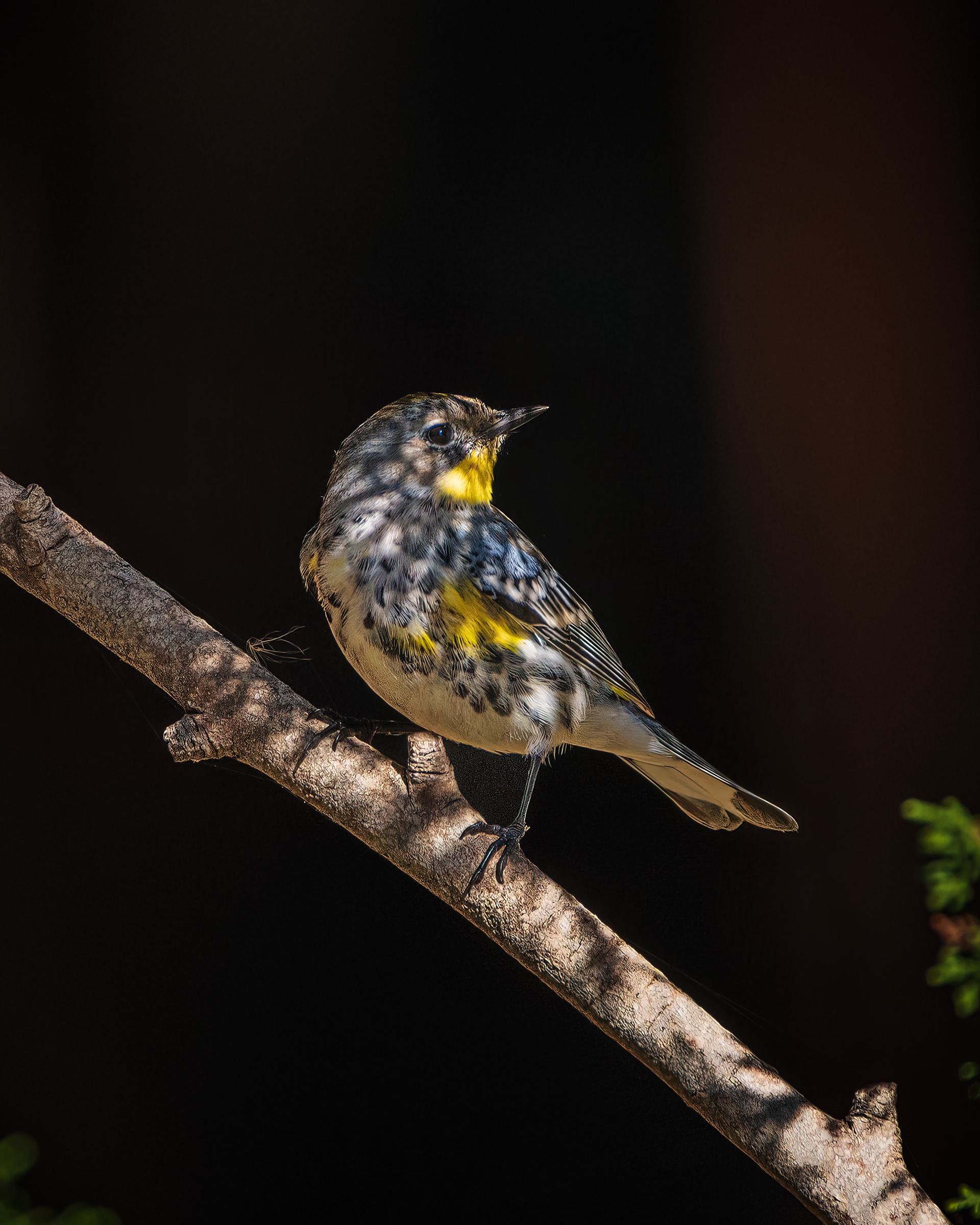 Audubon's Warbler | Setophaga coronata auduboni