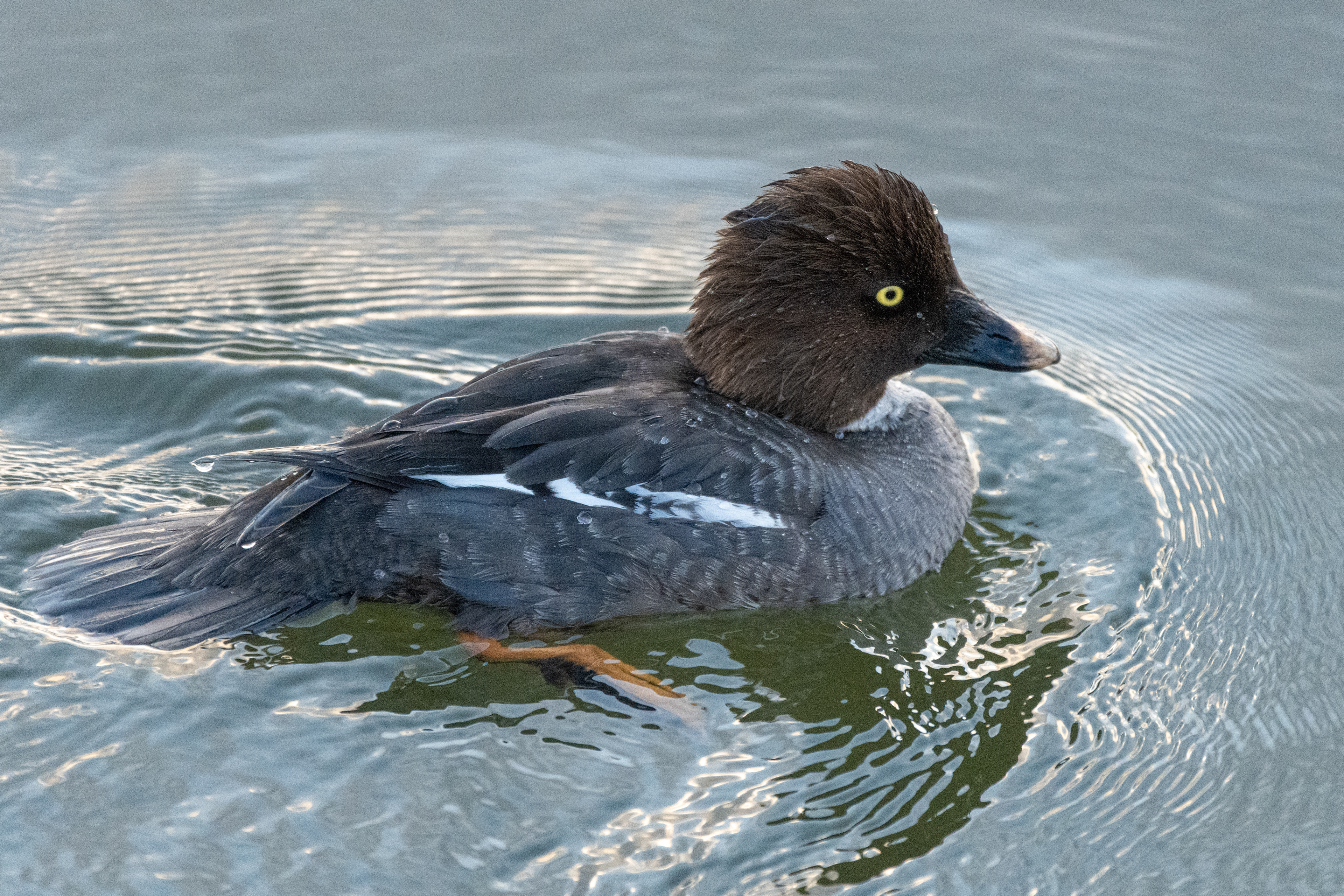 Common Goldeneye | Bucephala clangula