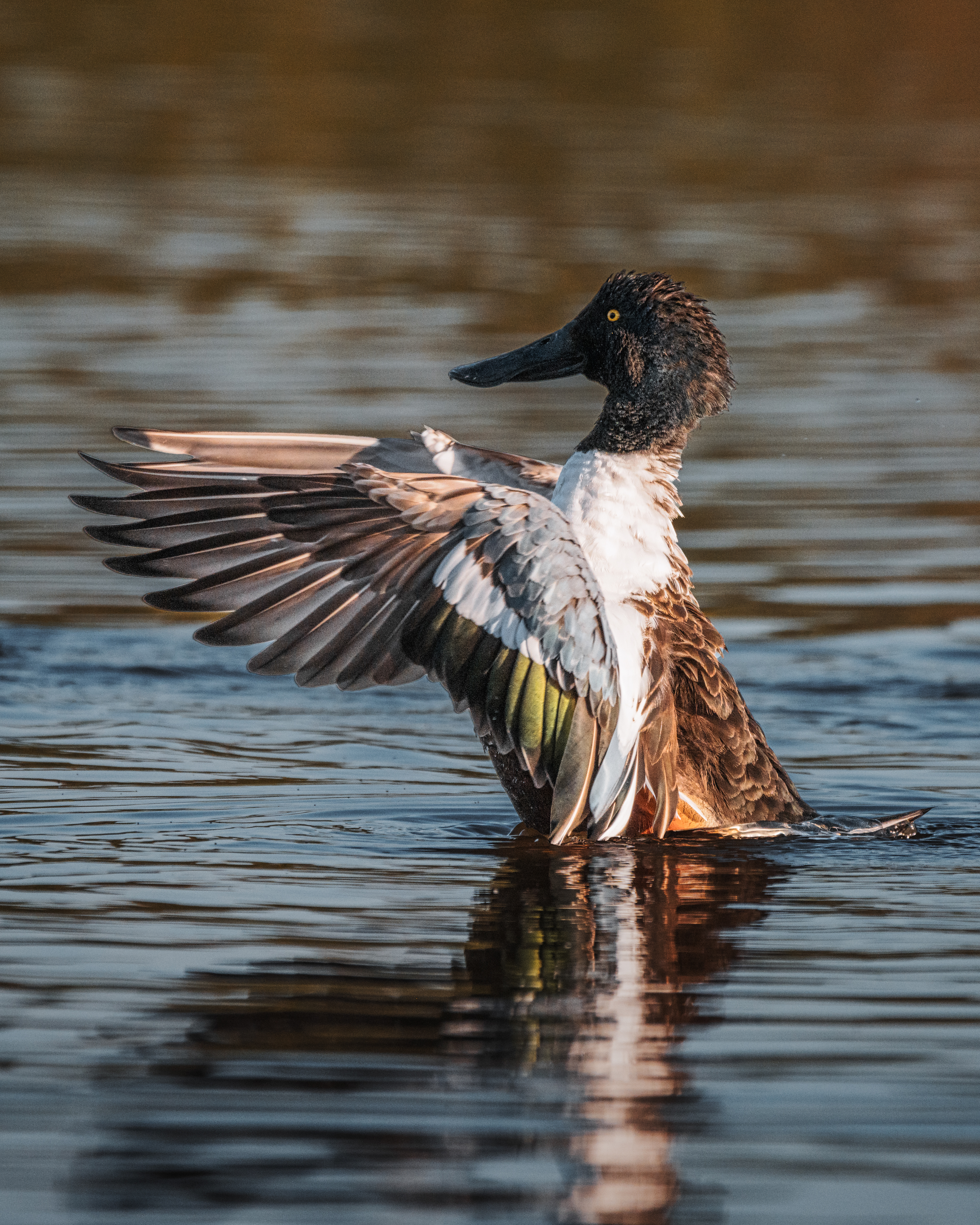 Northern Shoveler | Spatula clypeata