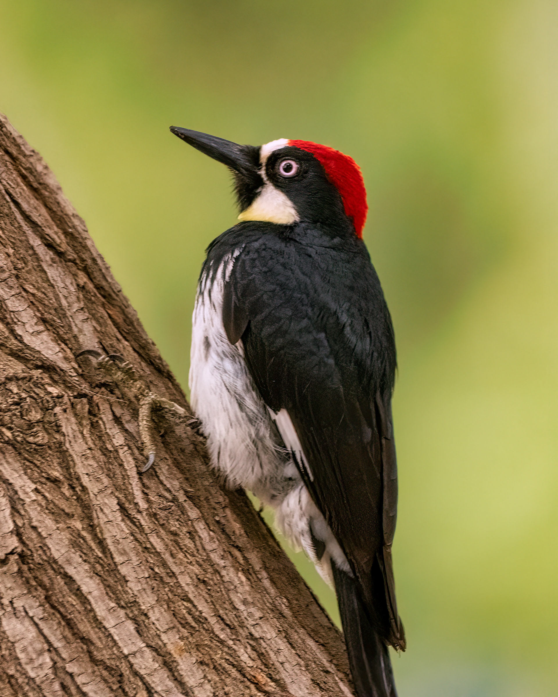 Acorn Woodpecker | Melanerpes formicivorus