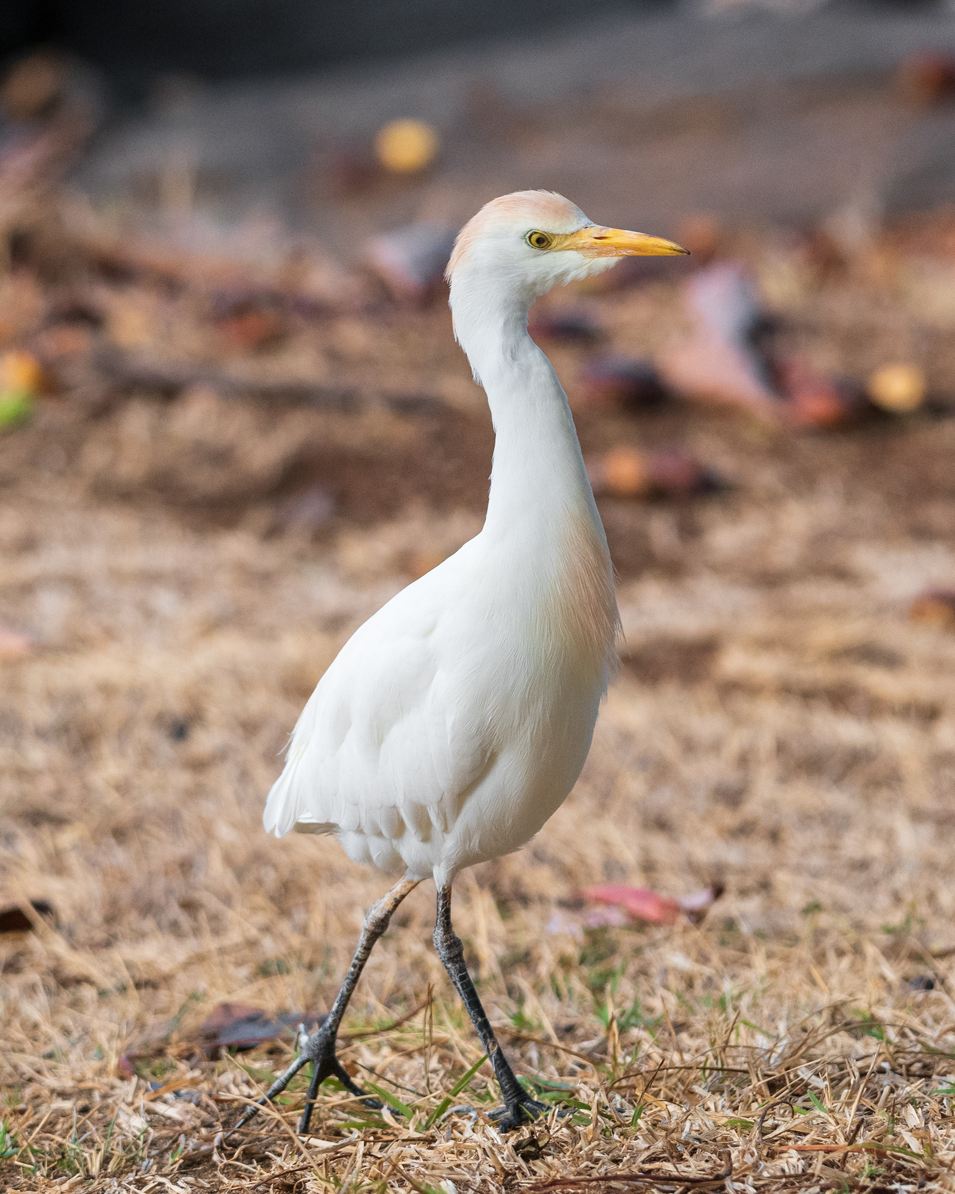 Western Cattle Egret | Bubulcus ibis