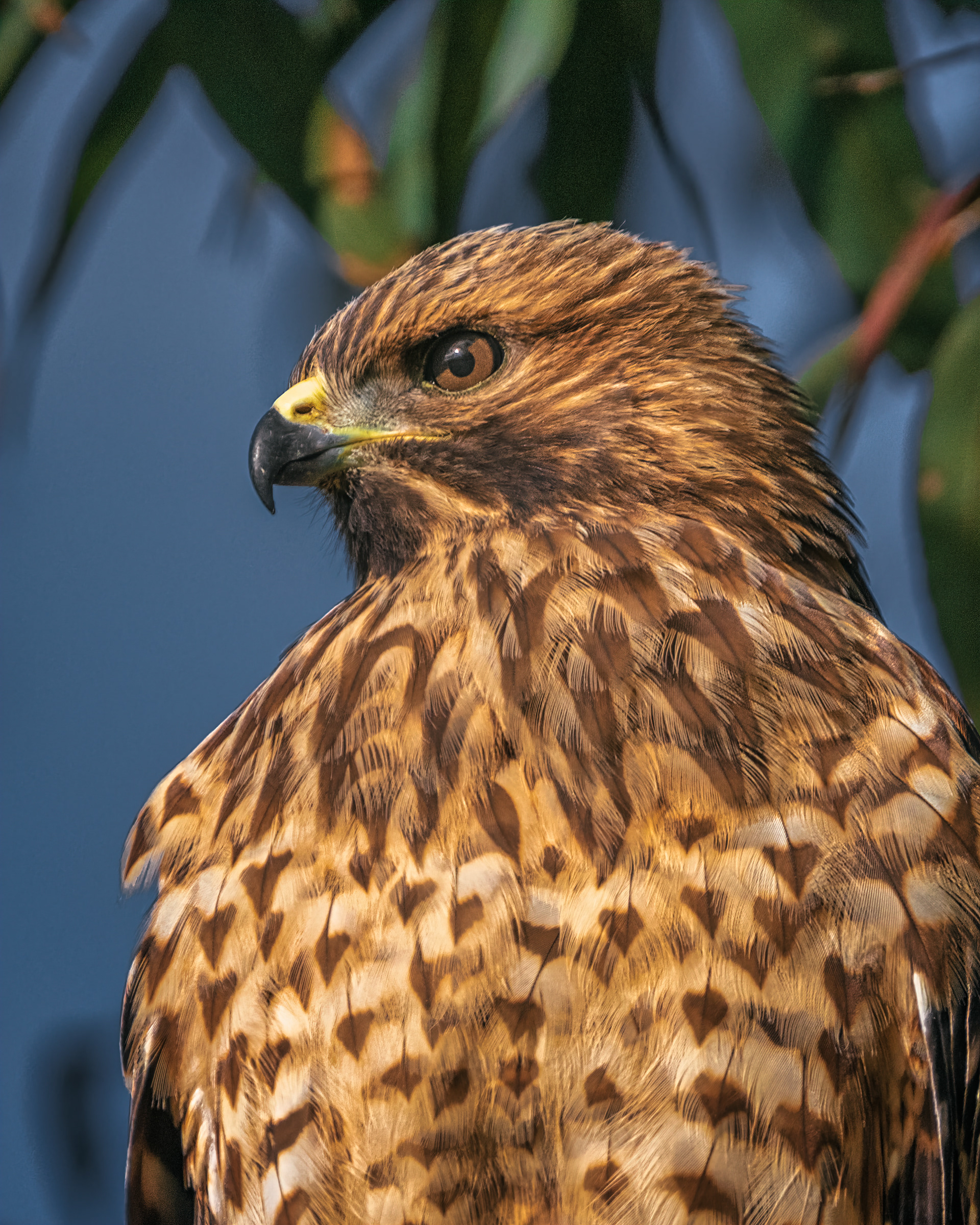 Red-shouldered Hawk | Buteo lineatus