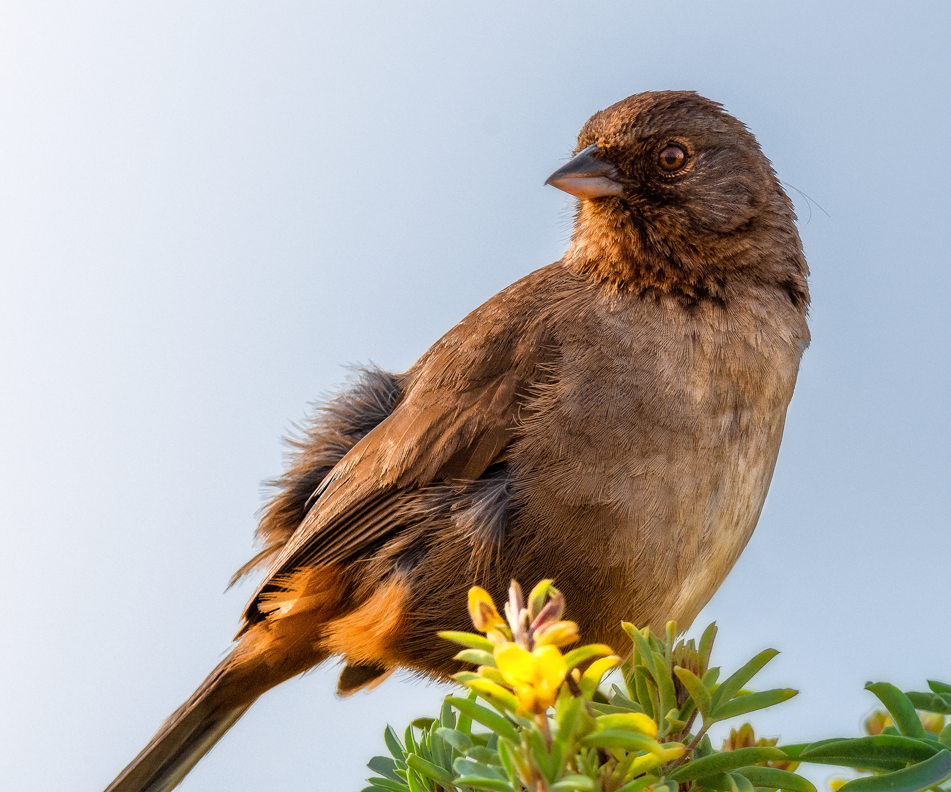 "California Towhee" Bolsa Chica Land Trust Calendar February 2021 Inset