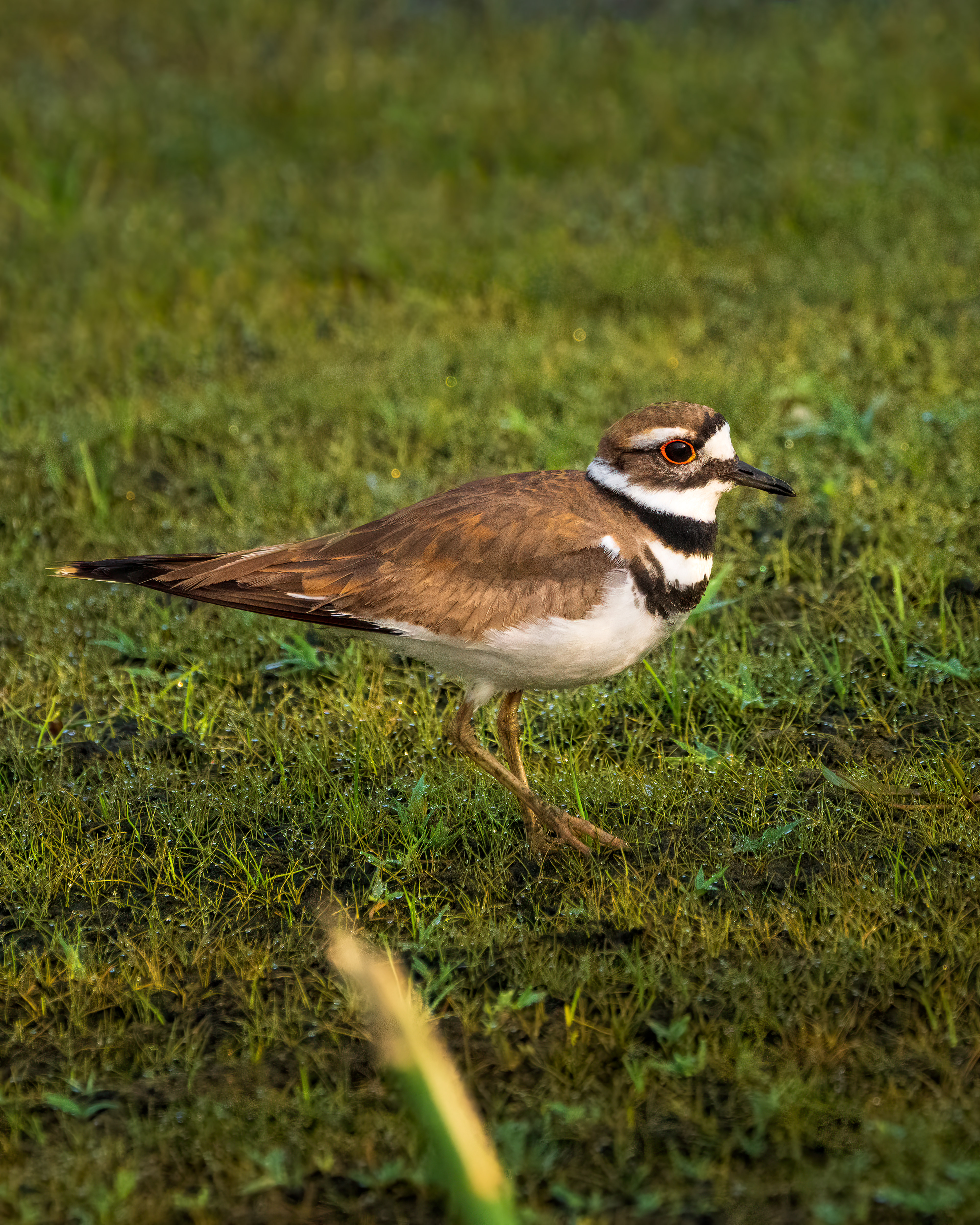 Killdear | Charadrius vociferus
